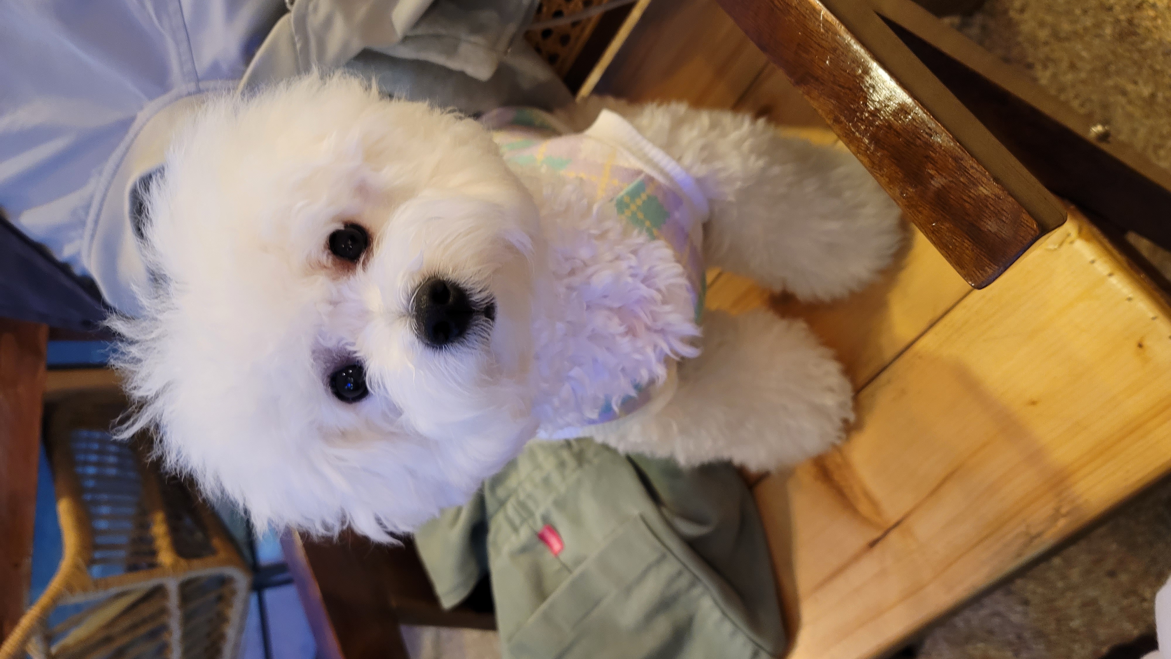 곤지암 하음(구름)이 하삼(봄)이 1년됐어요!