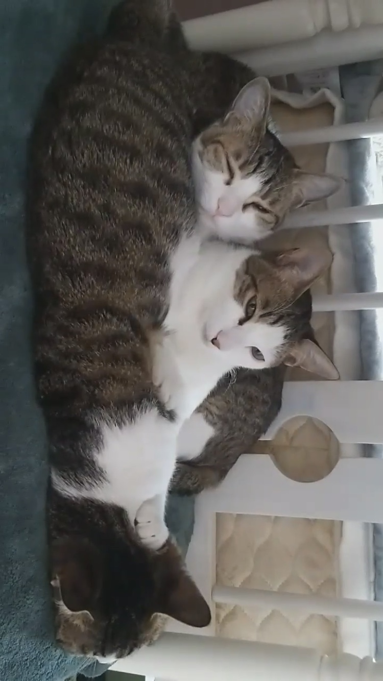 [방울,강이,보배] 고양이가족이 입주했어요~