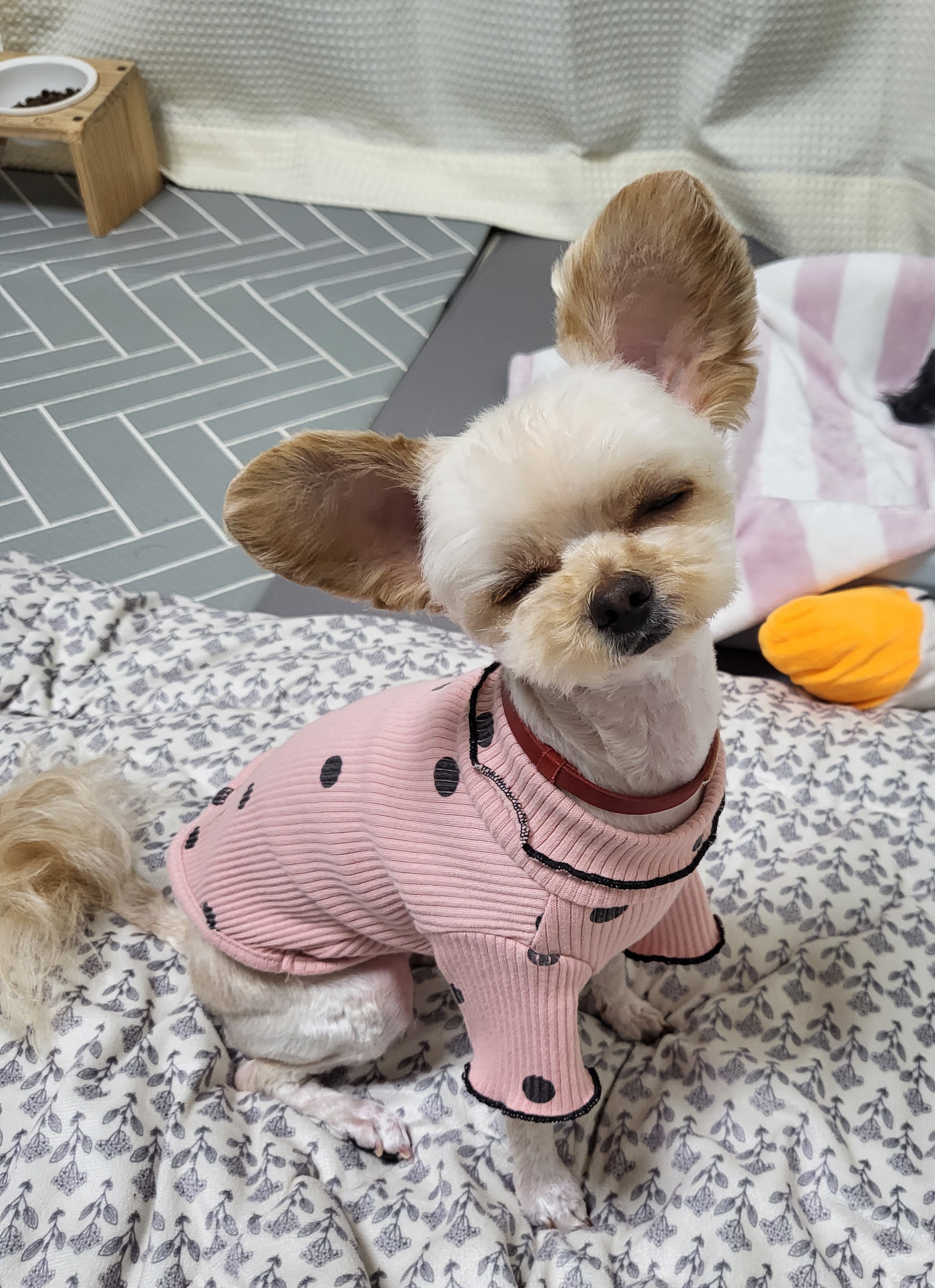 (영천번식장)푸푸,공주 입양 2년