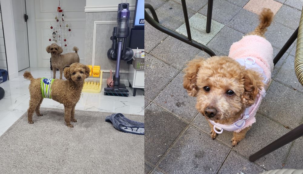 푸딩이(도순이) 랑 지낸지 3달 된 이야기