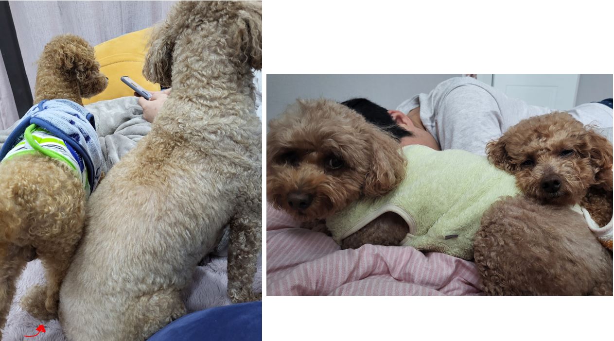 푸딩이(도순이) 랑 지낸지 3달 된 이야기