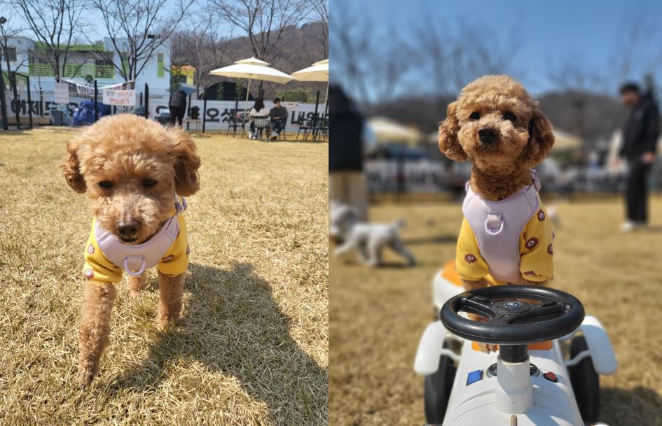 푸딩이(도순이) 랑 지낸지 3달 된 이야기