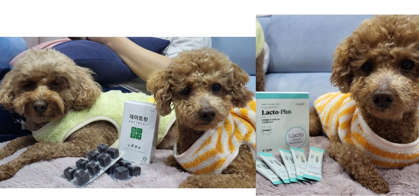 푸딩이(도순이) 랑 지낸지 3달 된 이야기