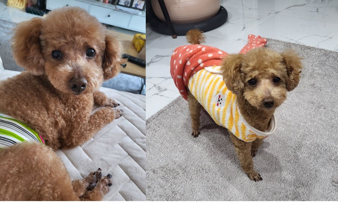 푸딩이(도순이) 랑 지낸지 3달 된 이야기