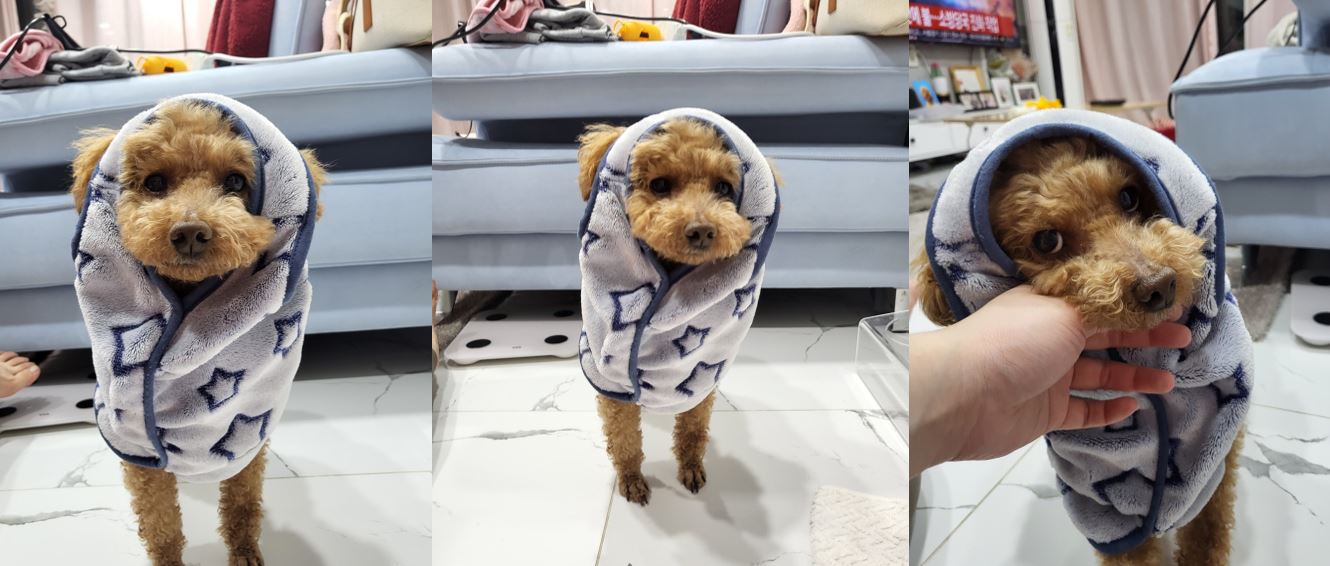푸딩이(도순이) 랑 지낸지 3달 된 이야기