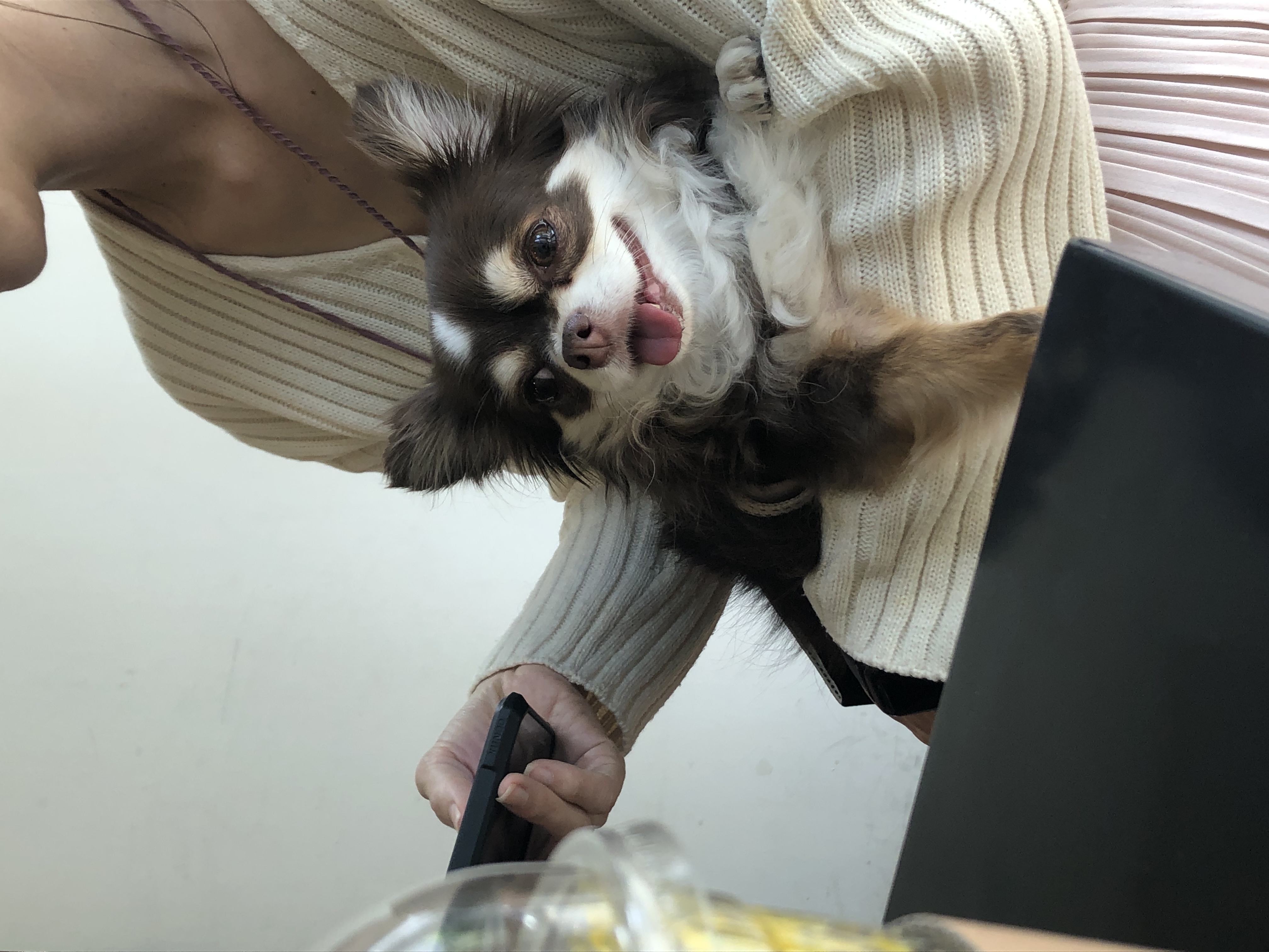 타미로 지낸지 삼년(평택 구조 장모치와와)
