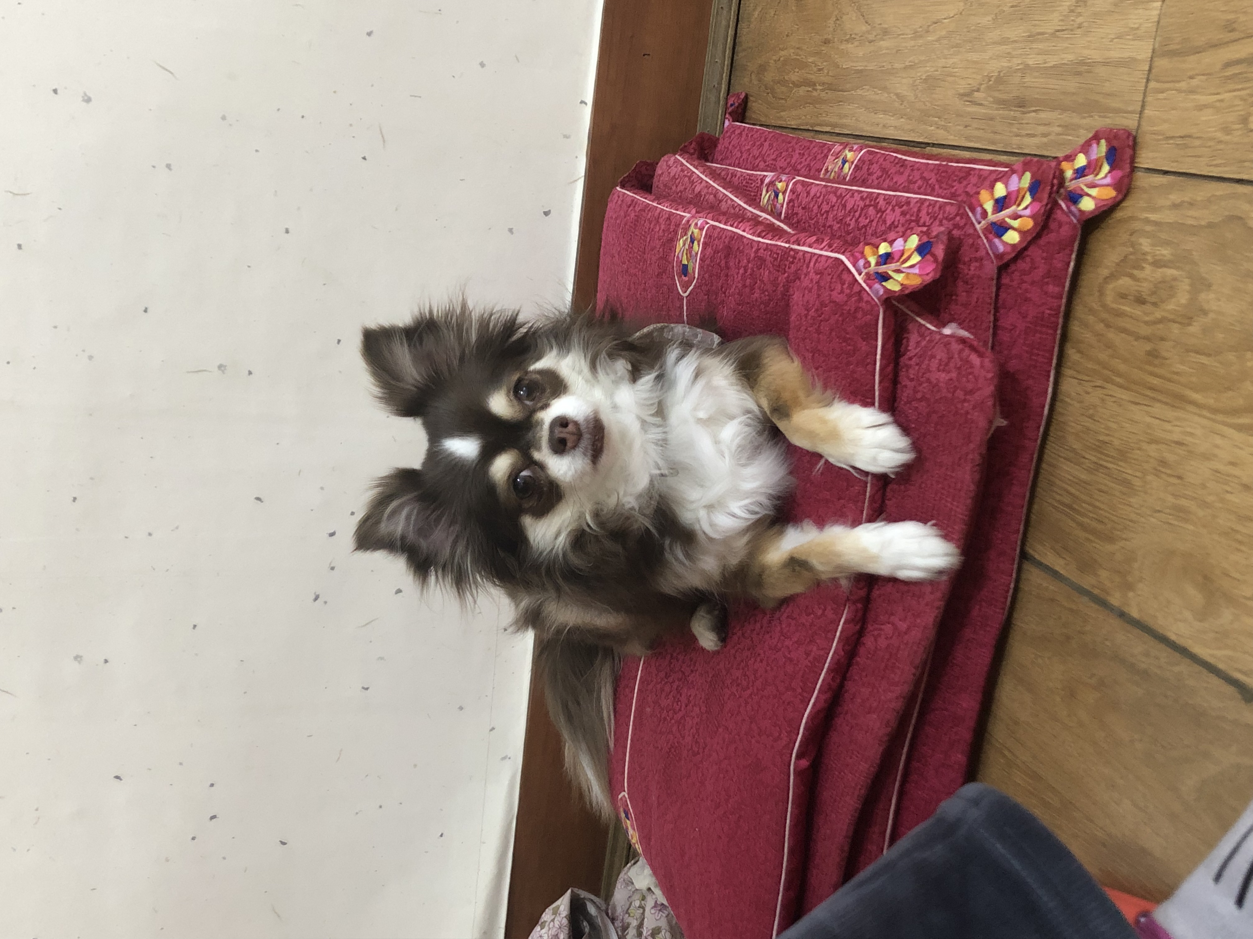 타미로 지낸지 삼년(평택 구조 장모치와와)