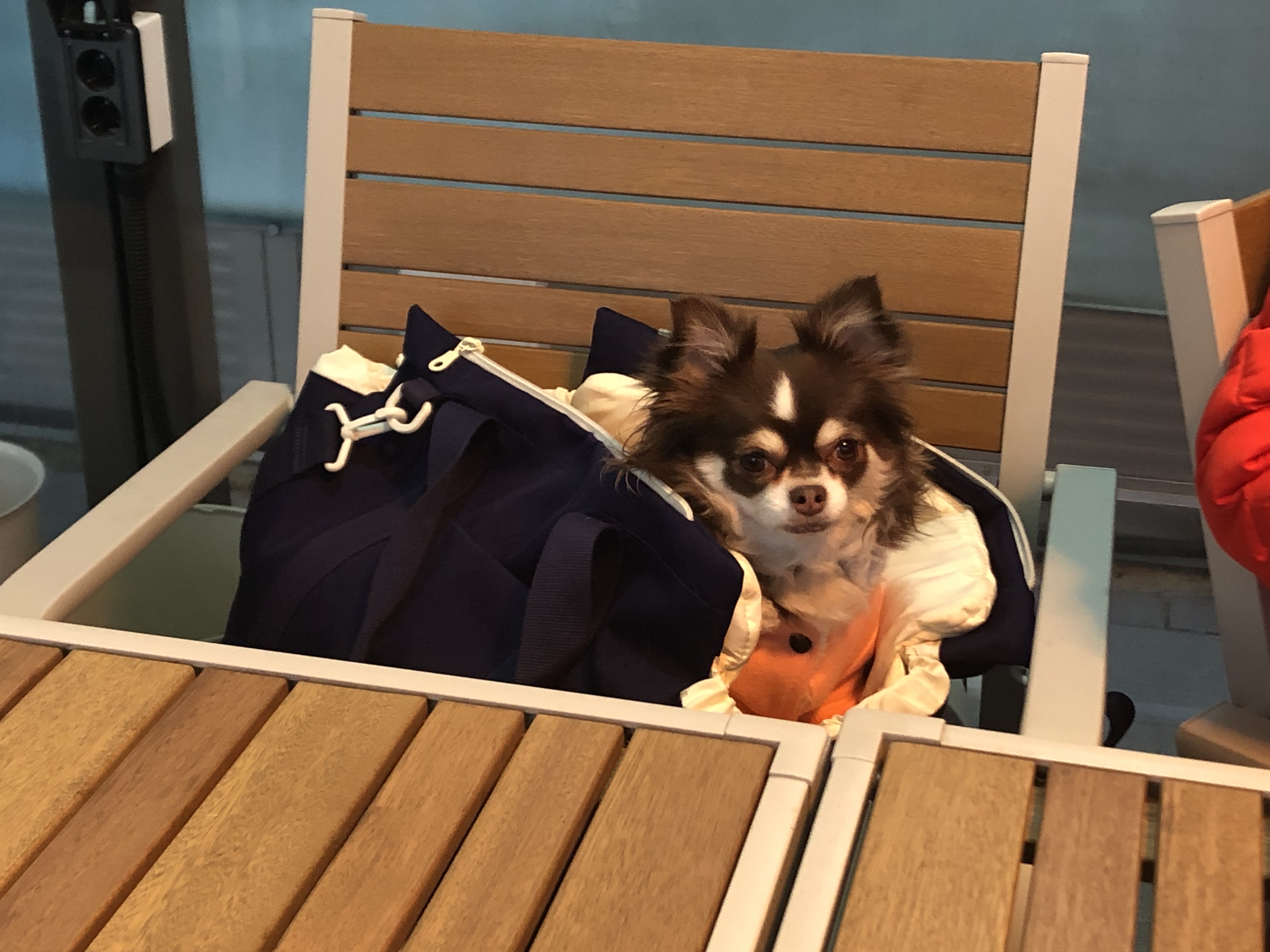 타미로 지낸지 삼년(평택 구조 장모치와와)