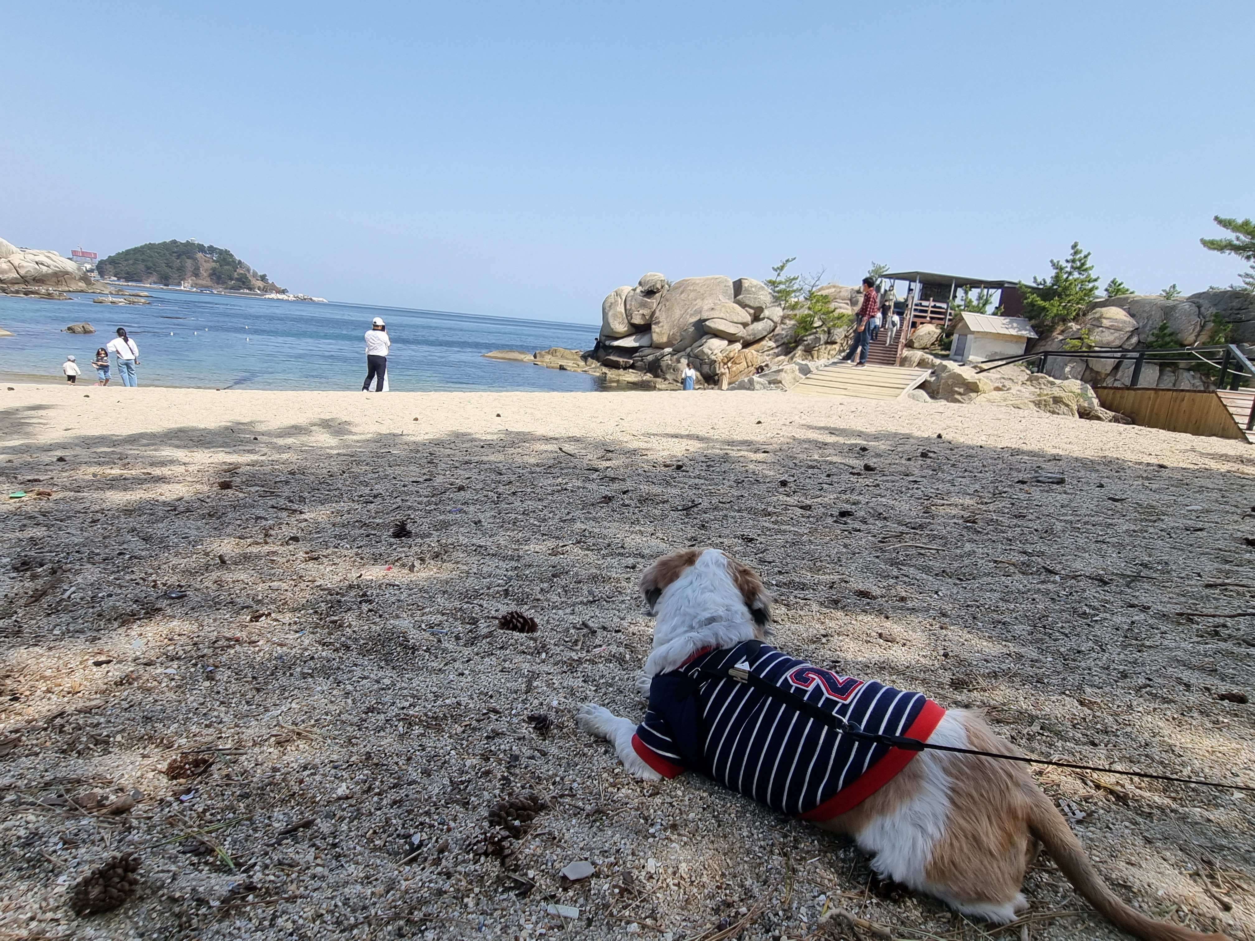 포동이의 2번째 바다 여행.꽃놀이