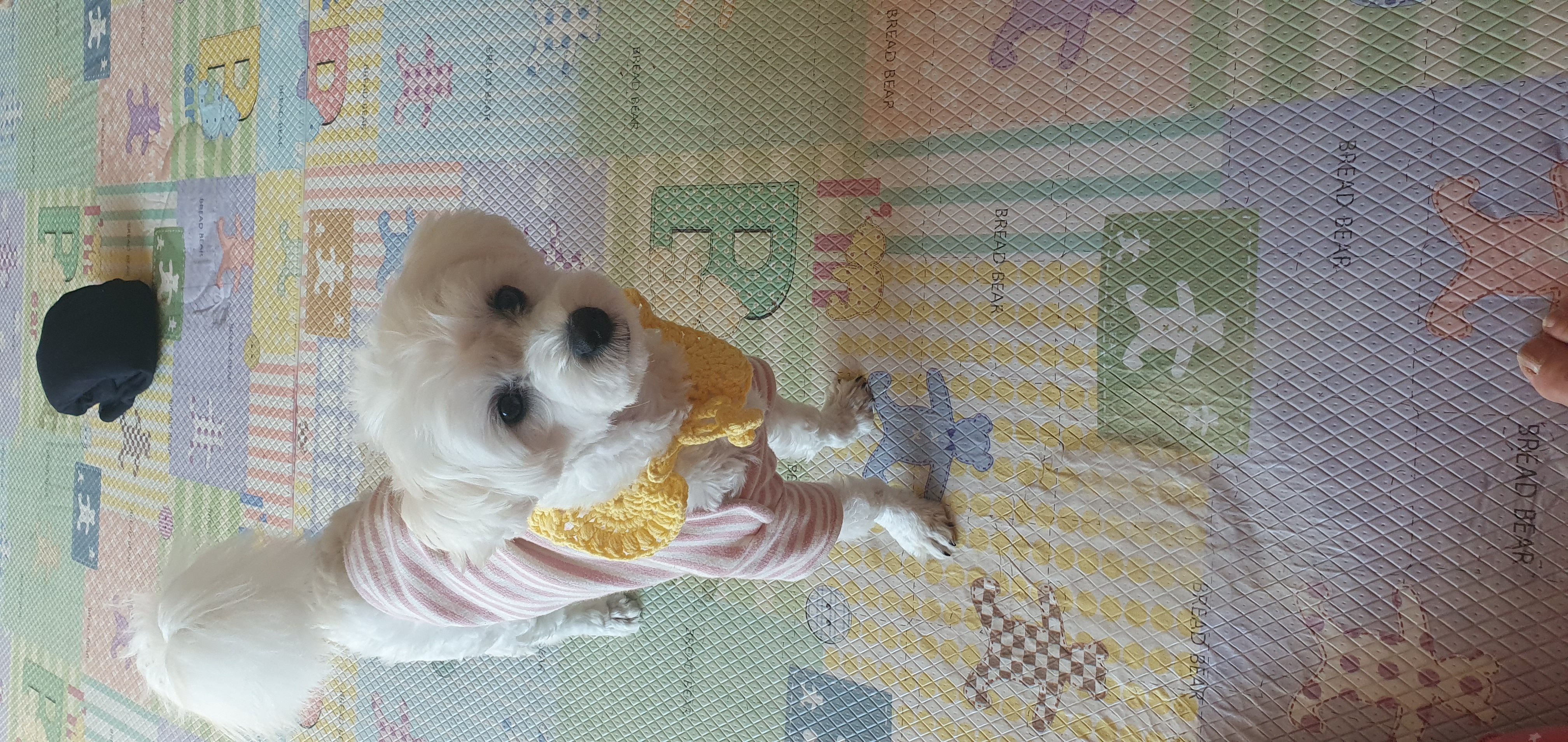곤지암 청일이 벌써 1년이 지났네요