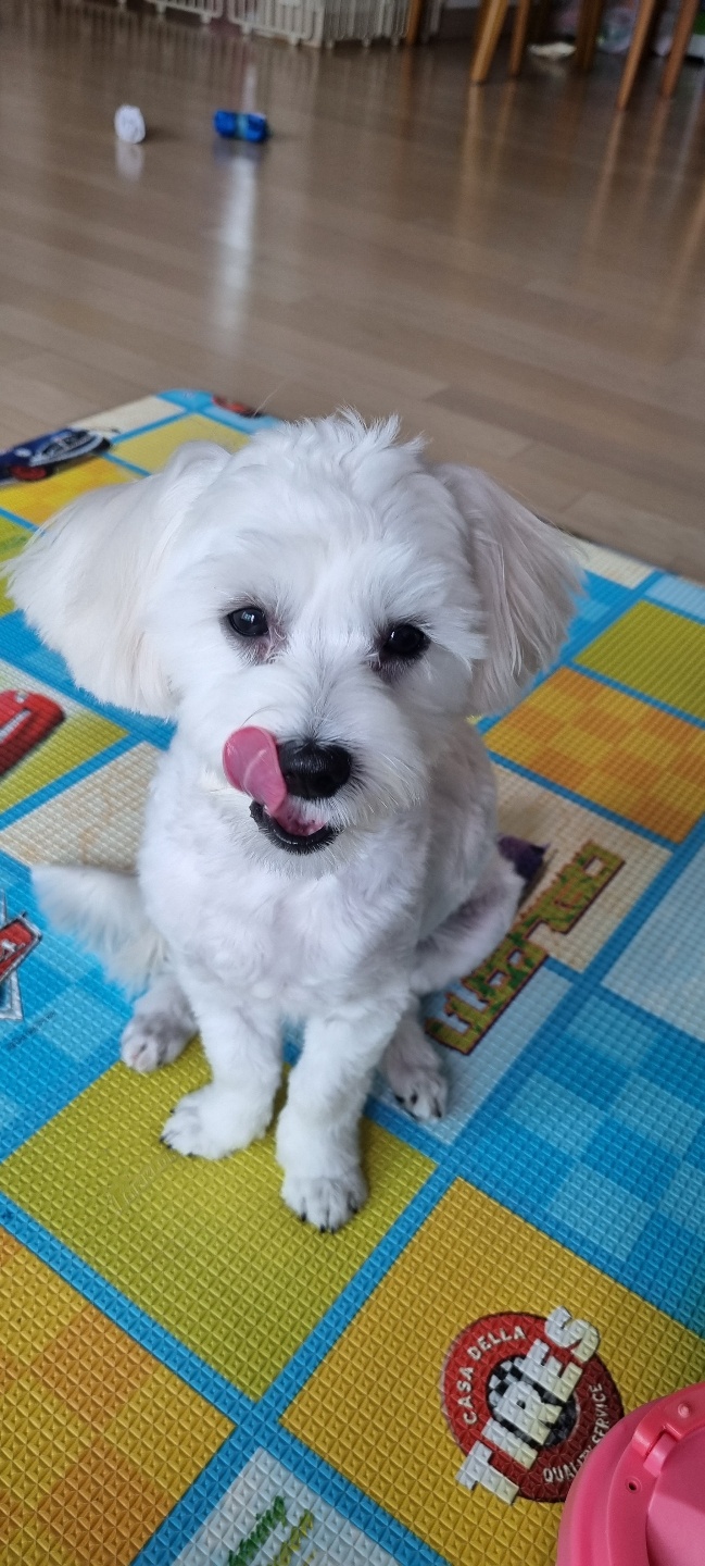 곤지암 청일이 벌써 1년이 지났네요