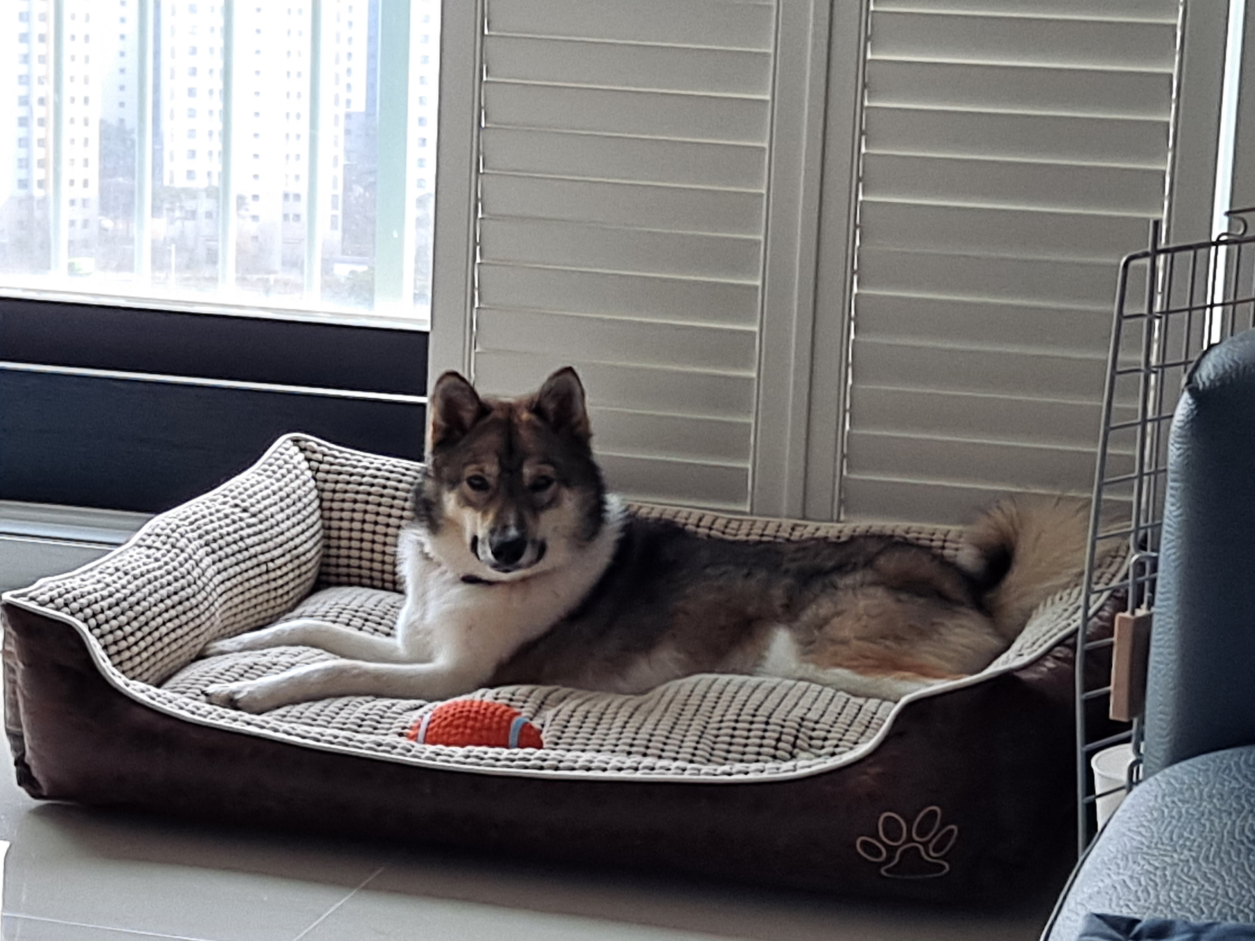 하디 임보 세달