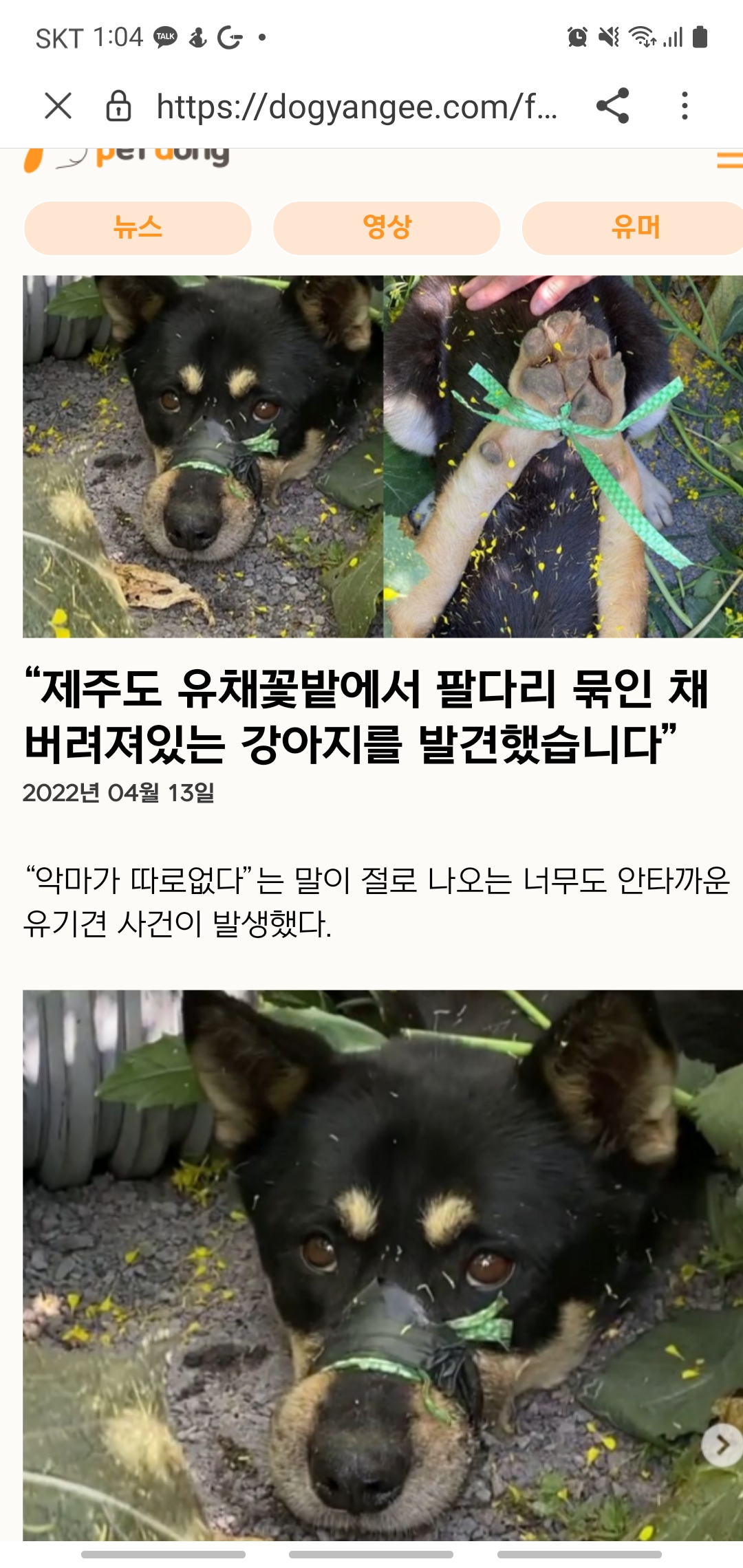 앞발이 뒤로 묶여 버려진 강아지