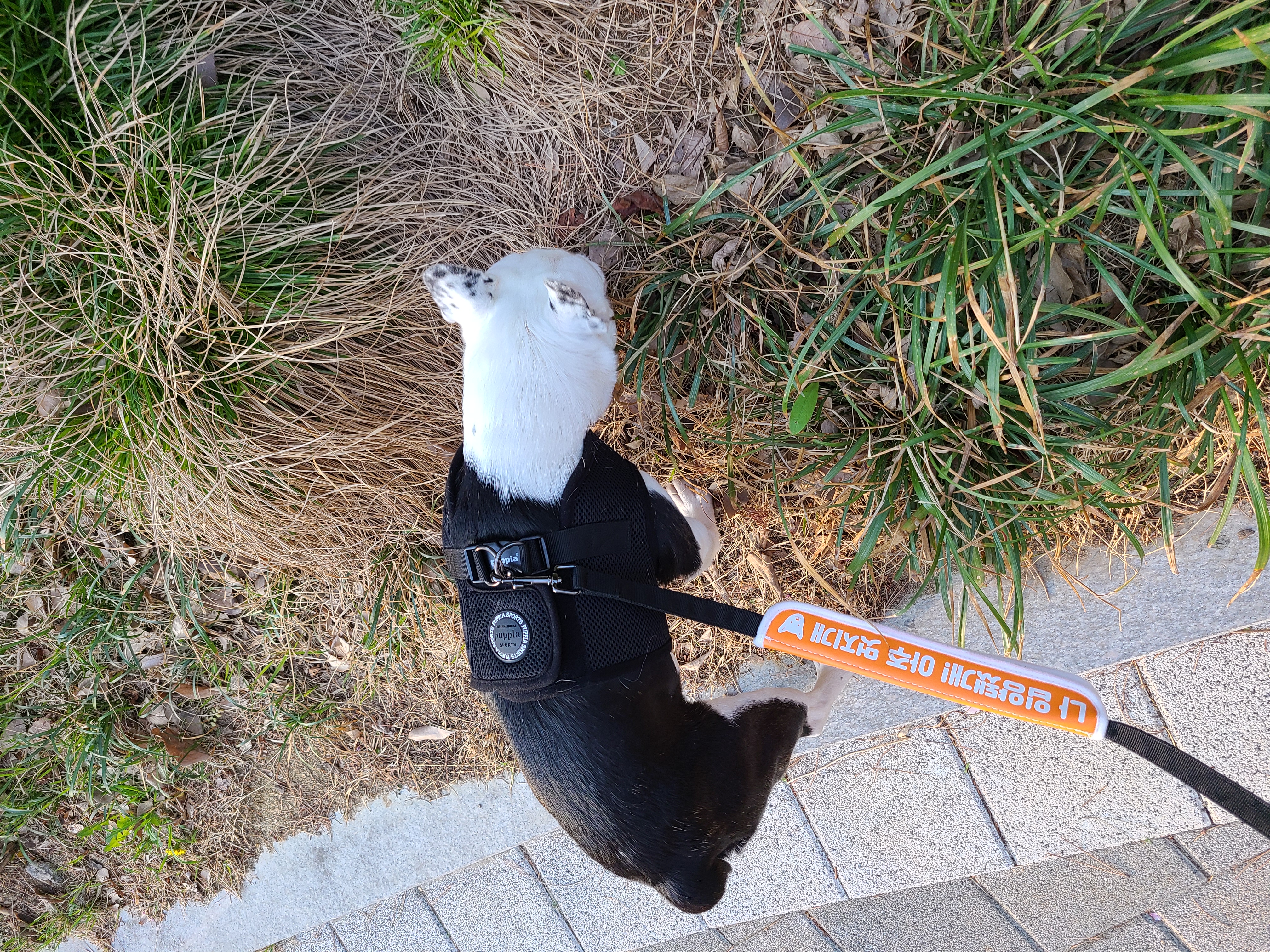 애둥이 두달 다 되어 갑니다^^