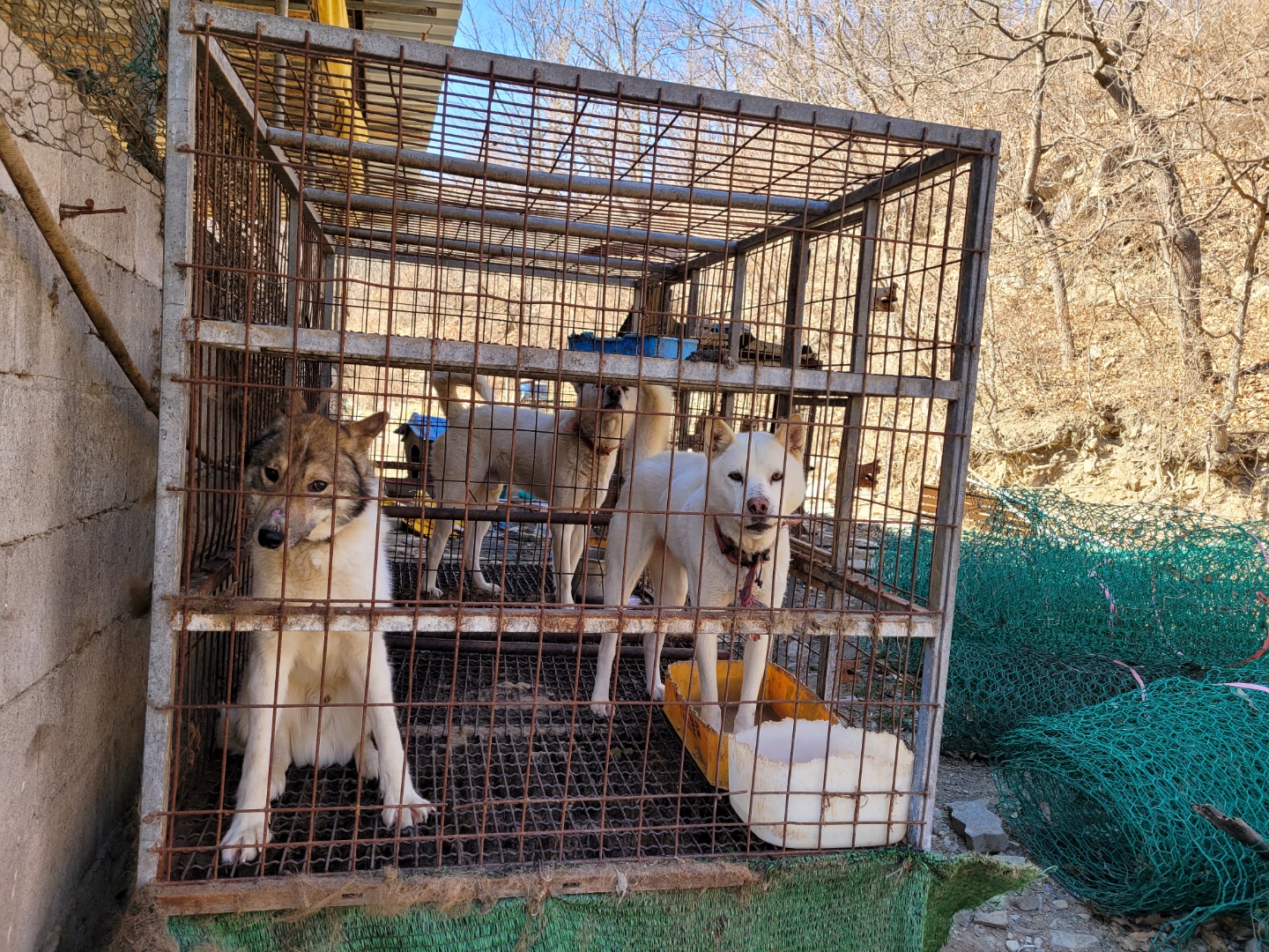 불법식용사육장입니다 