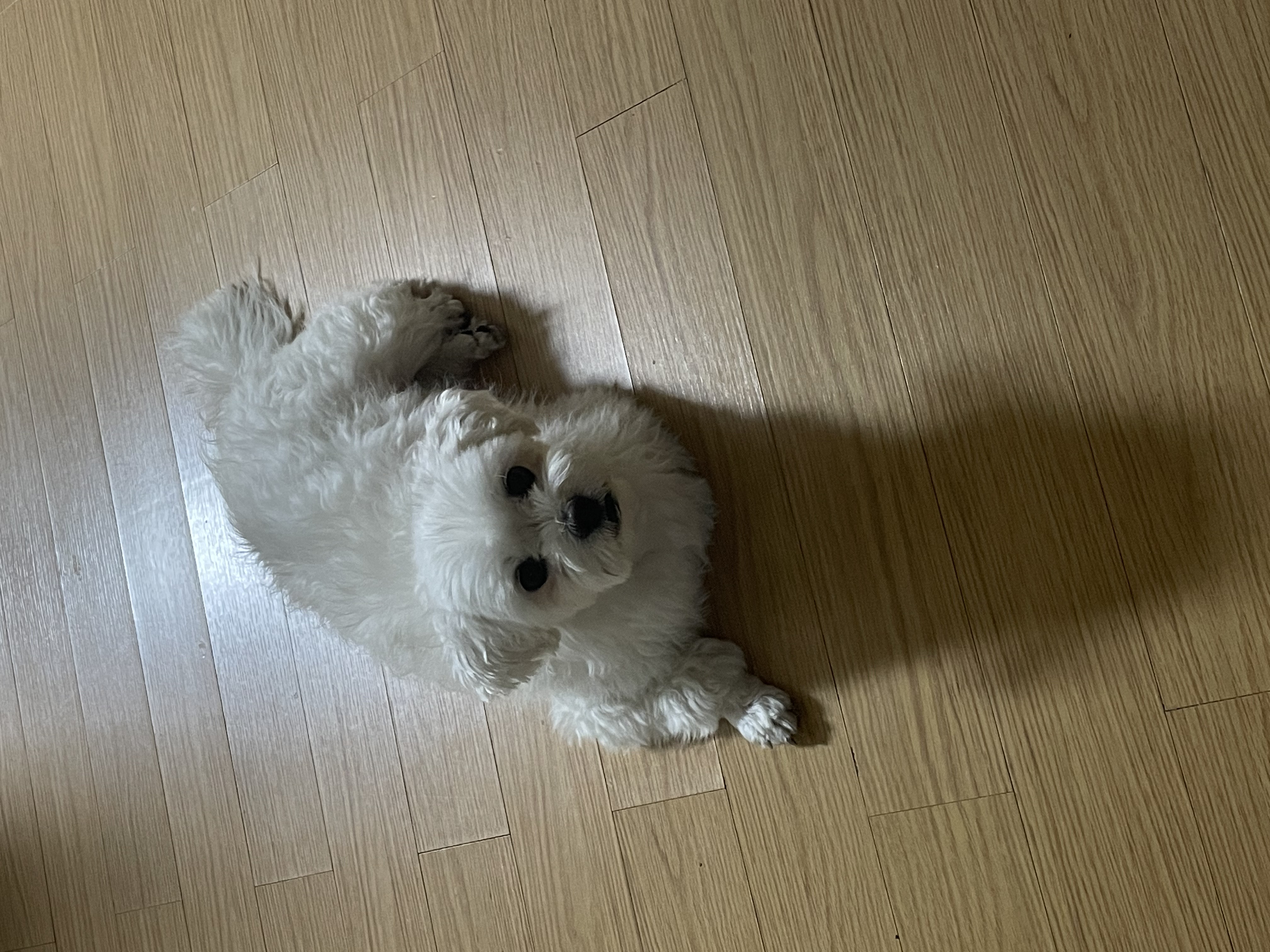 홍이와 지낸지 벌써 2년