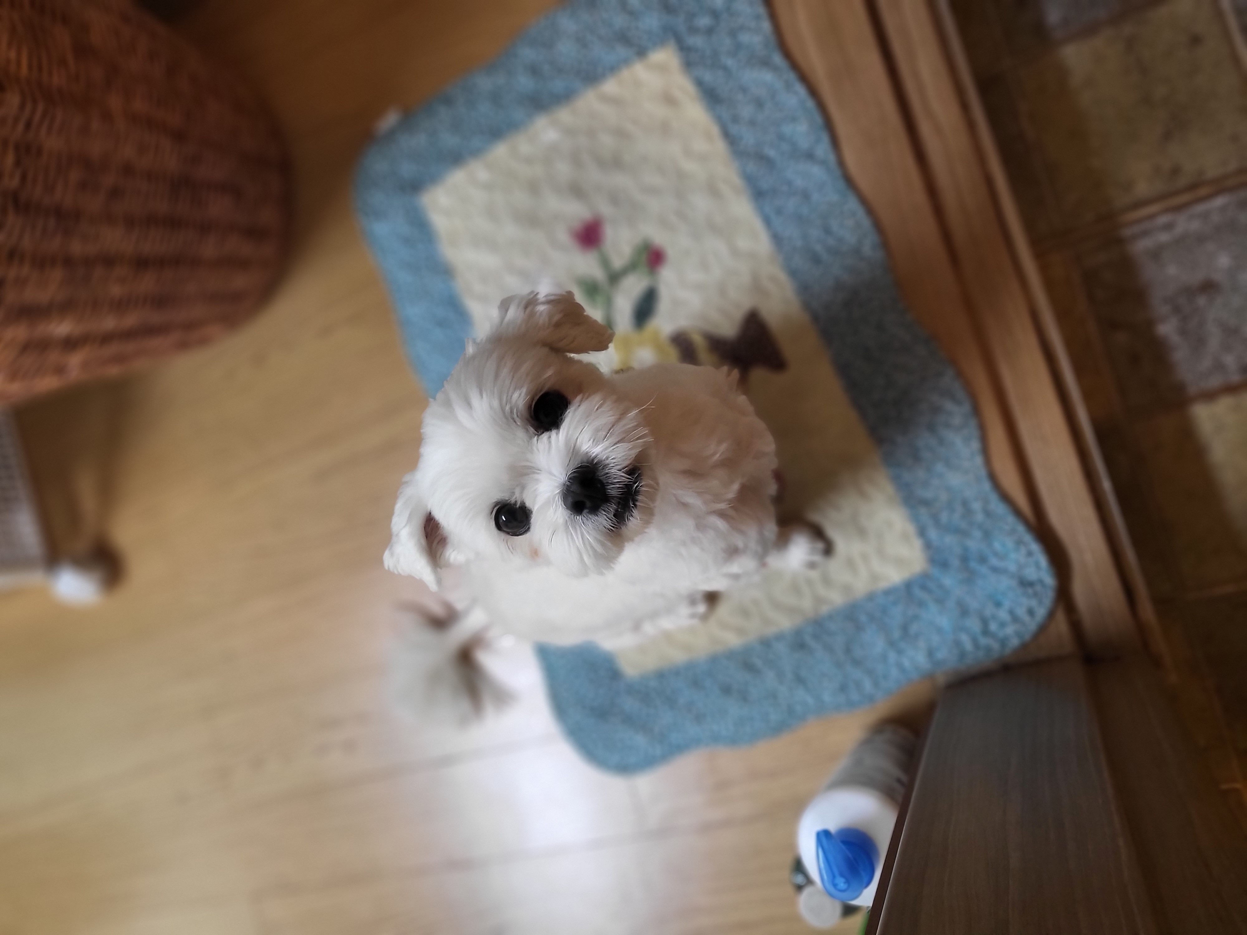 홍이와 지낸지 벌써 2년