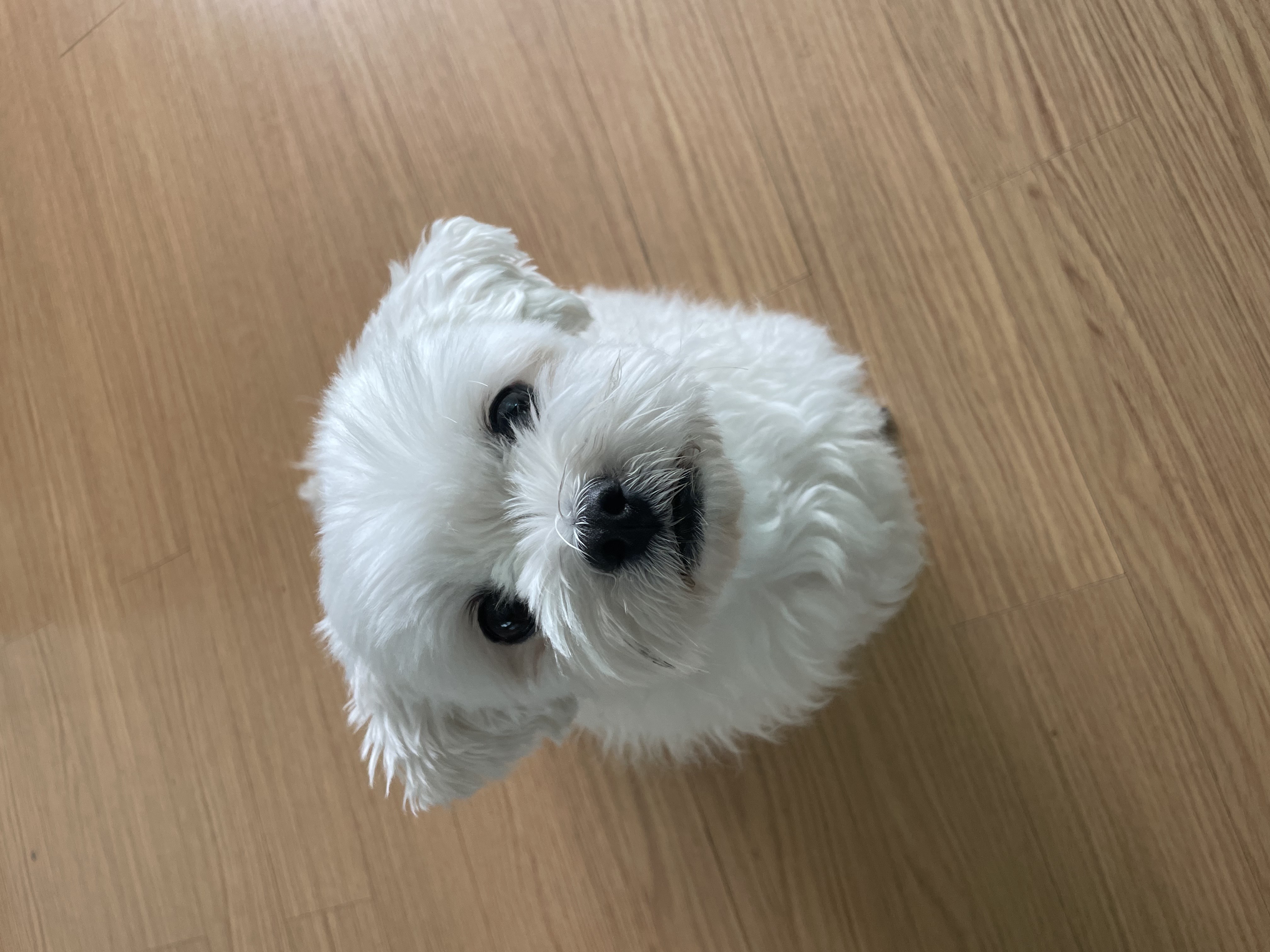 홍이와 지낸지 벌써 2년