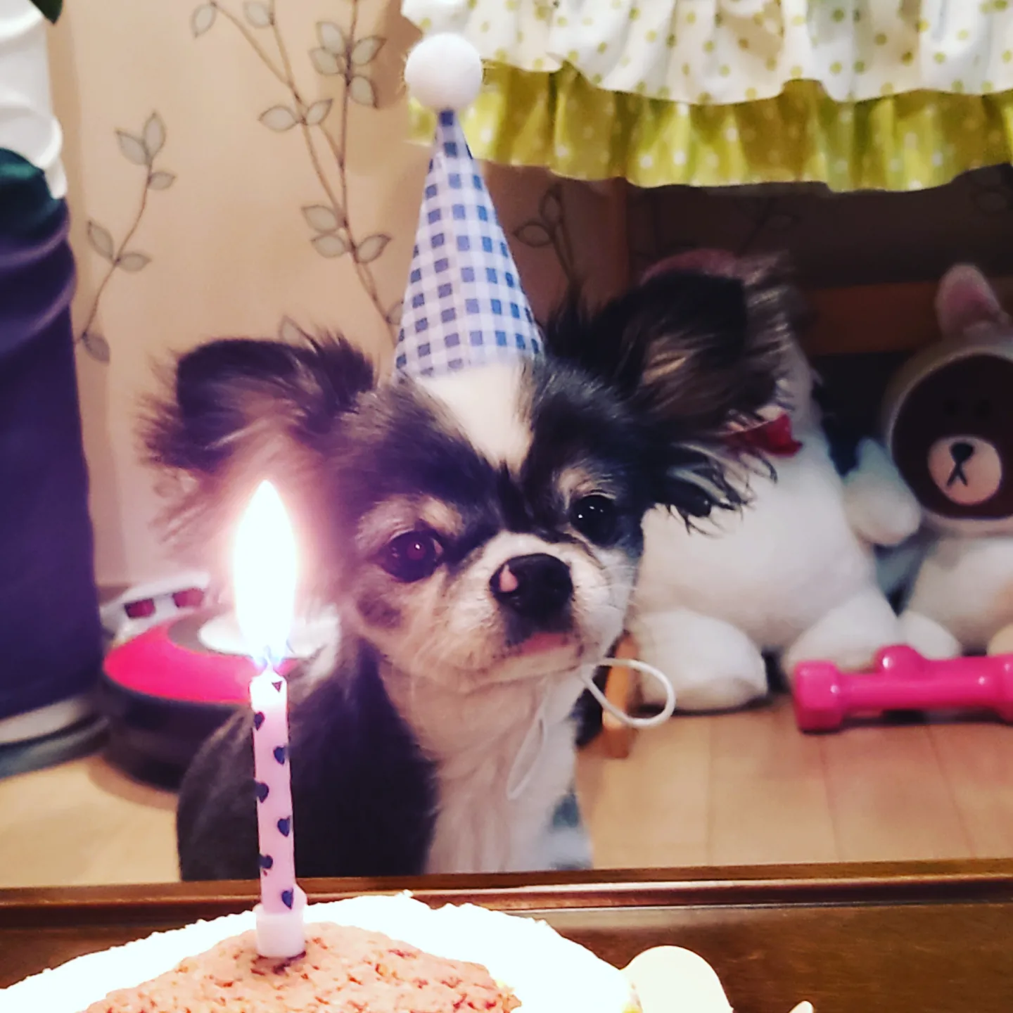 별(깜치)이랑 만난지 1년