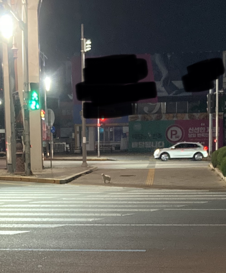 팔차선 도로 한가운데 길고양이가 살아요