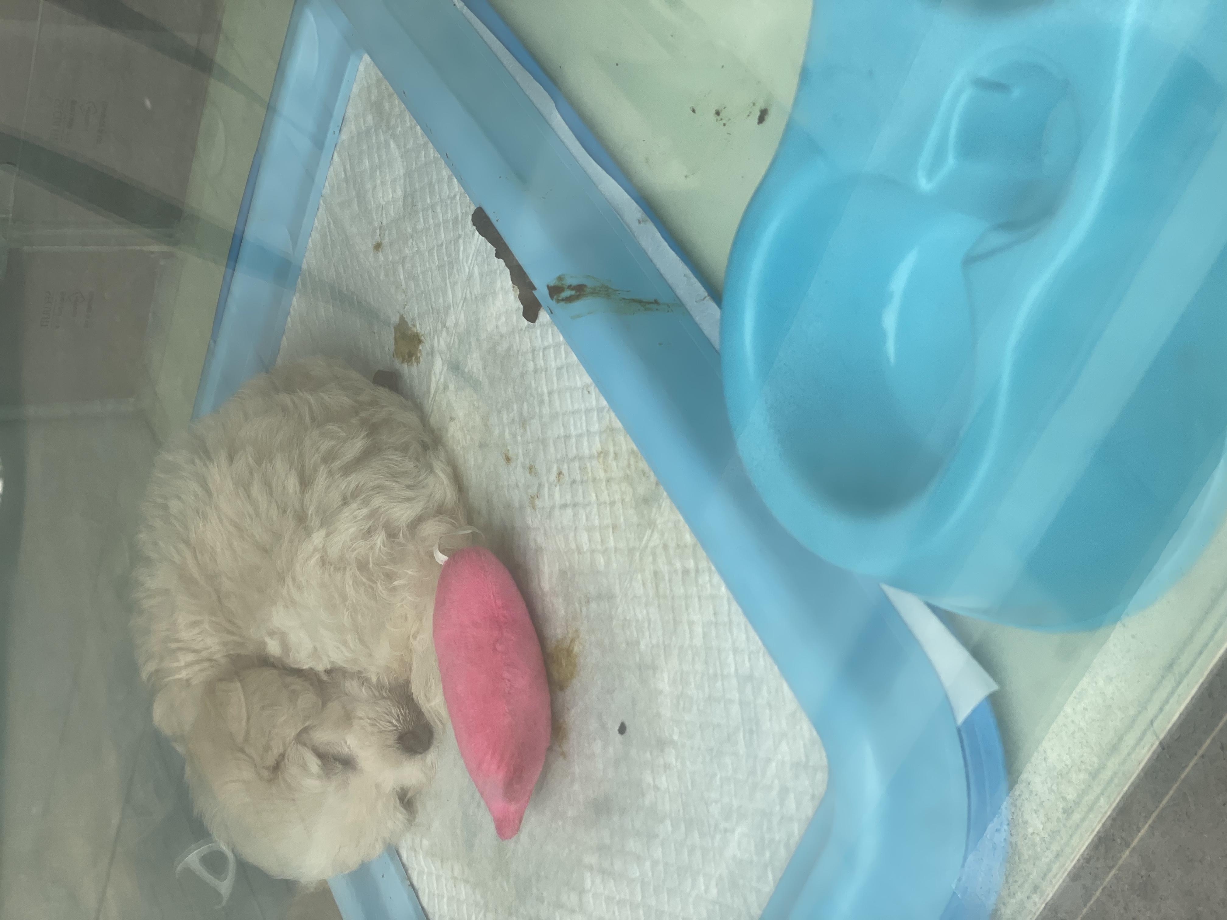 관리가 안되는 펫샵에 갖힌 어린강아지들과 수많은 고양이들 구해주세요…제발 부탁드립니다