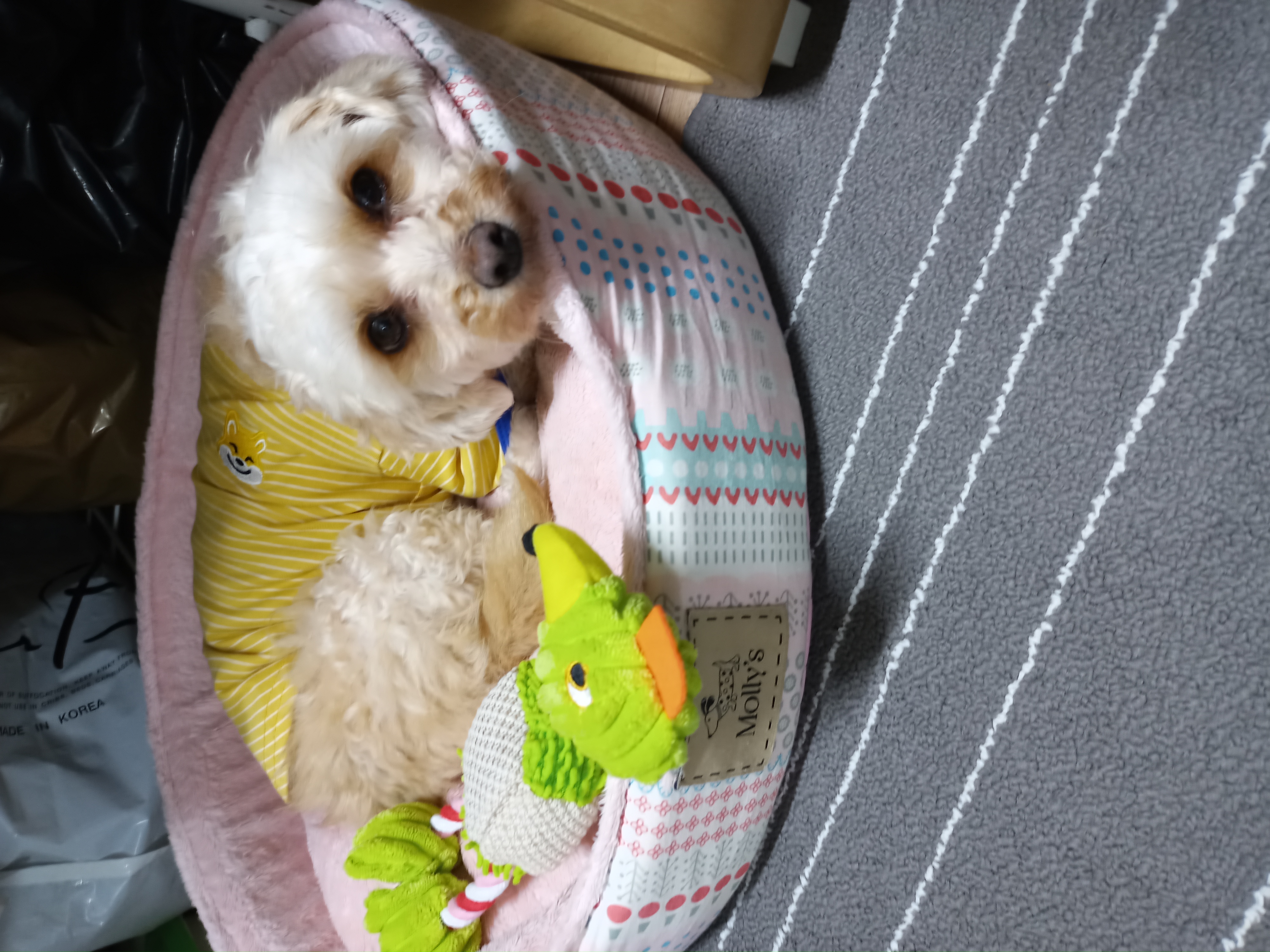 다온(비비)이 한달