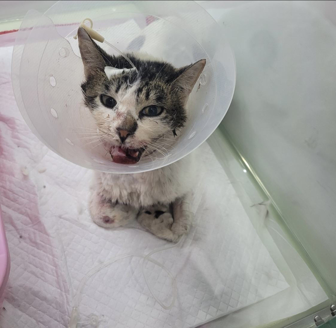 고양이 학대의심 및 고양이가족 구조요청