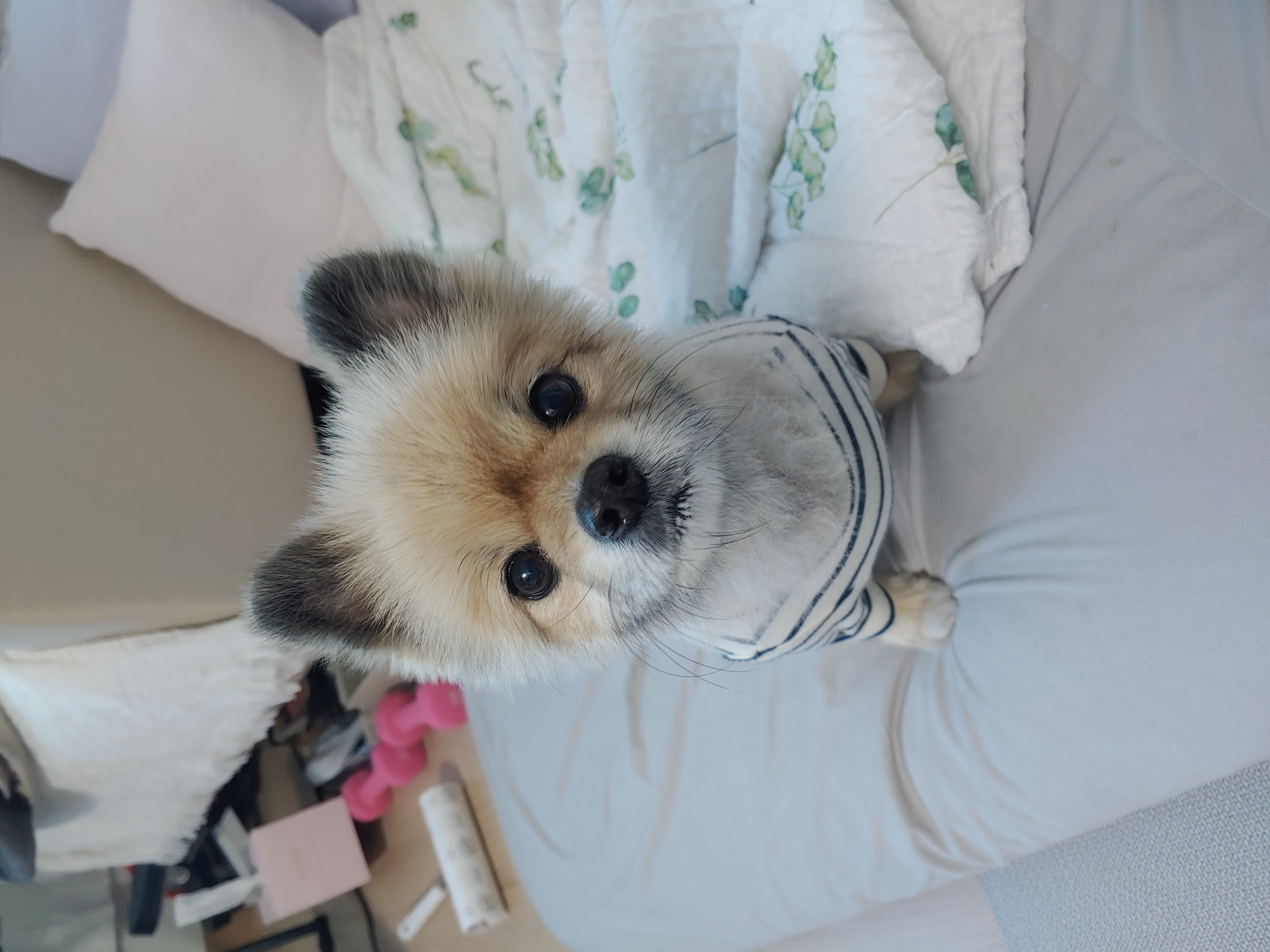 (천)송이 벌써 2년 입양후기 입니당