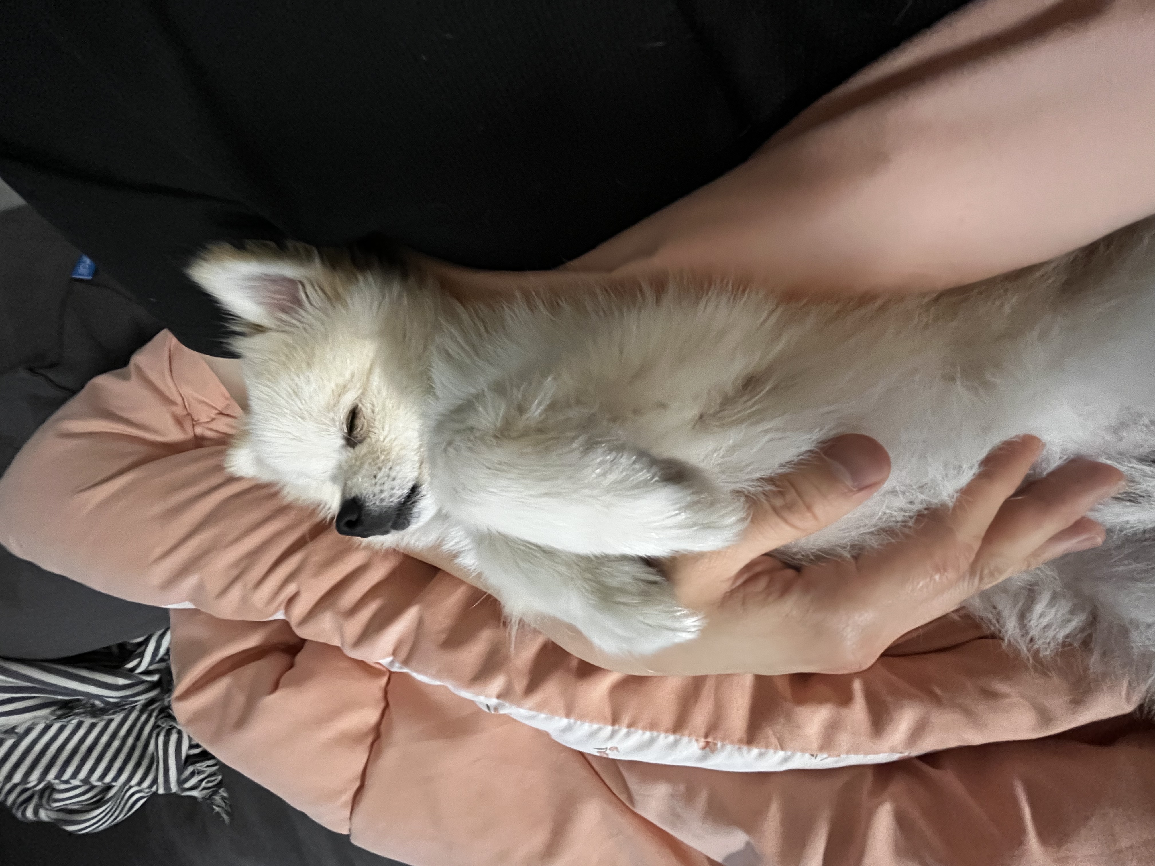 용식이(송오) 어느덧 1년 !