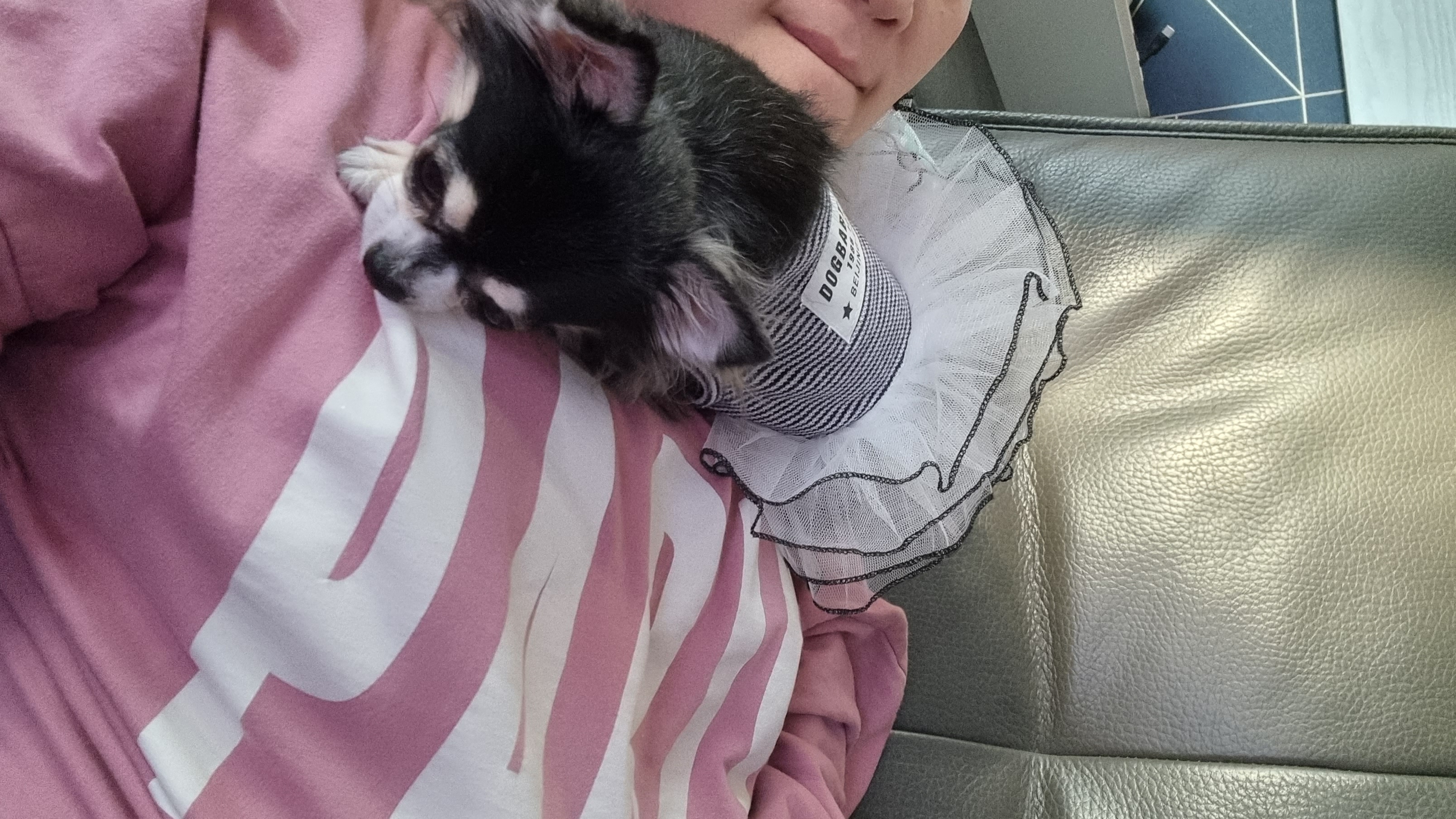 왕별이의 1년...너무 행복합니다^^