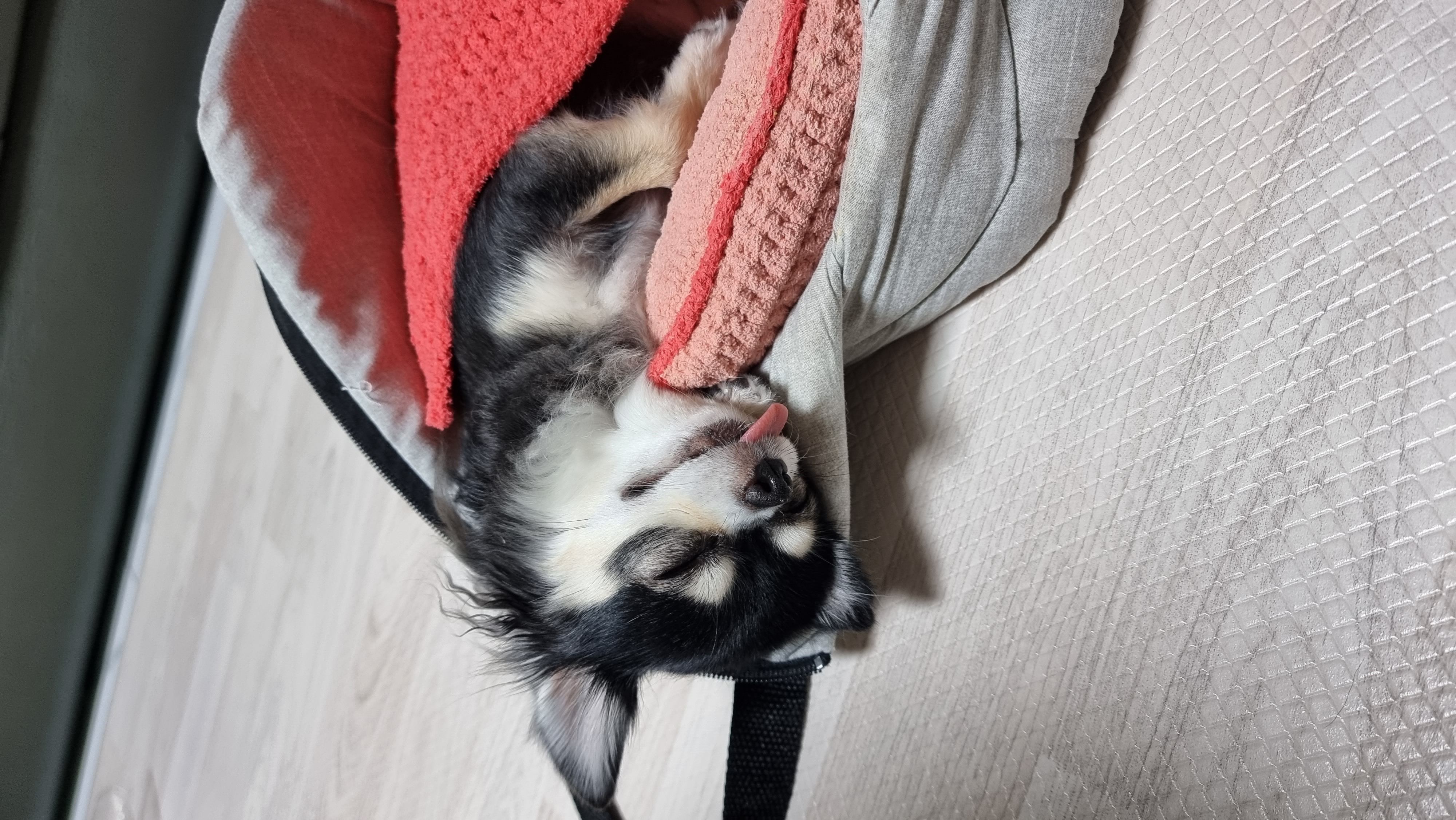 왕별이의 1년...너무 행복합니다^^