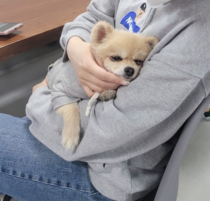 곤지암 밤톨이(현 호강이) 늦은 입양 후 1년 후기