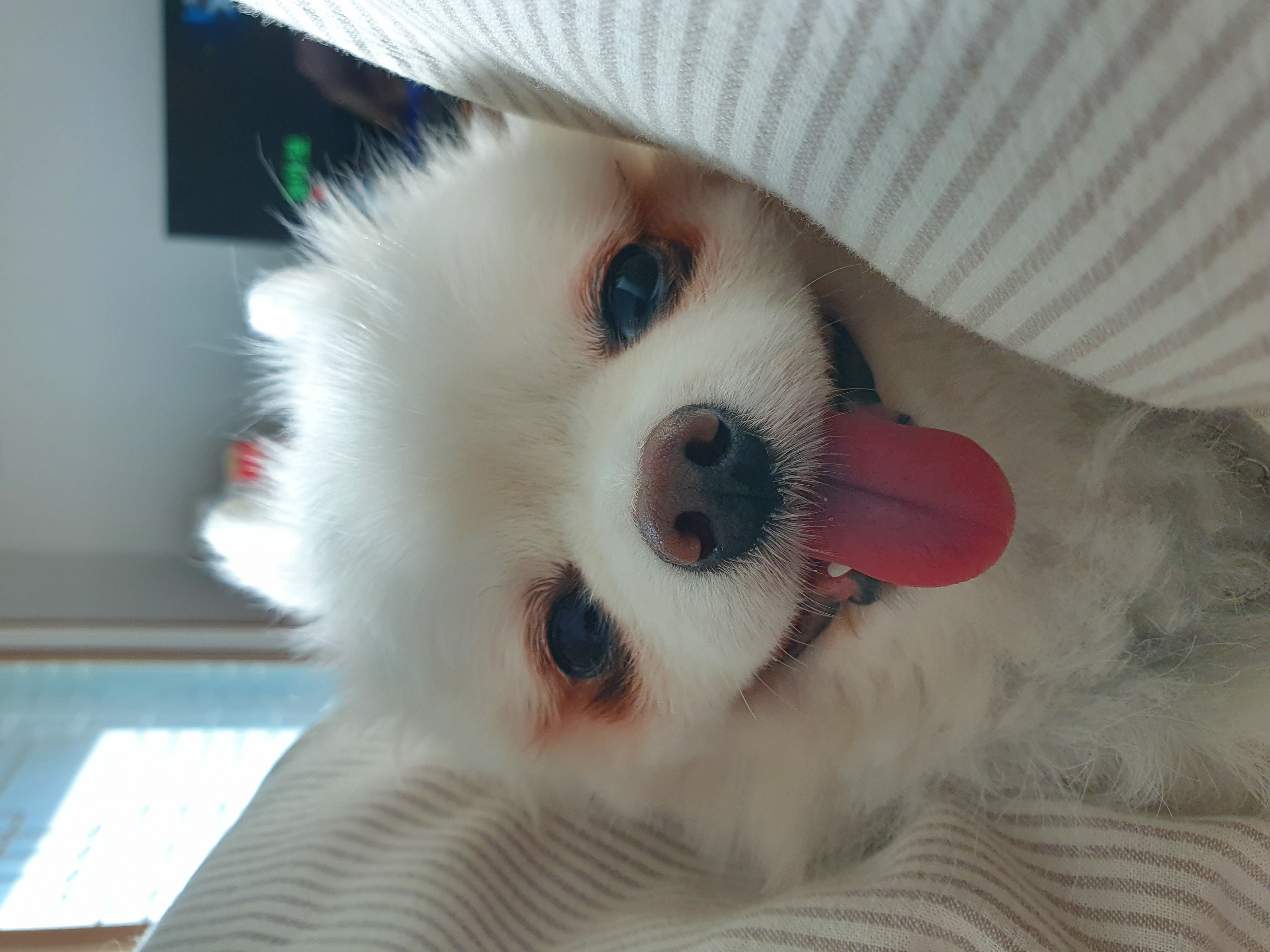 [봄 설희 그레] 오랜만에 사진 올립니다.