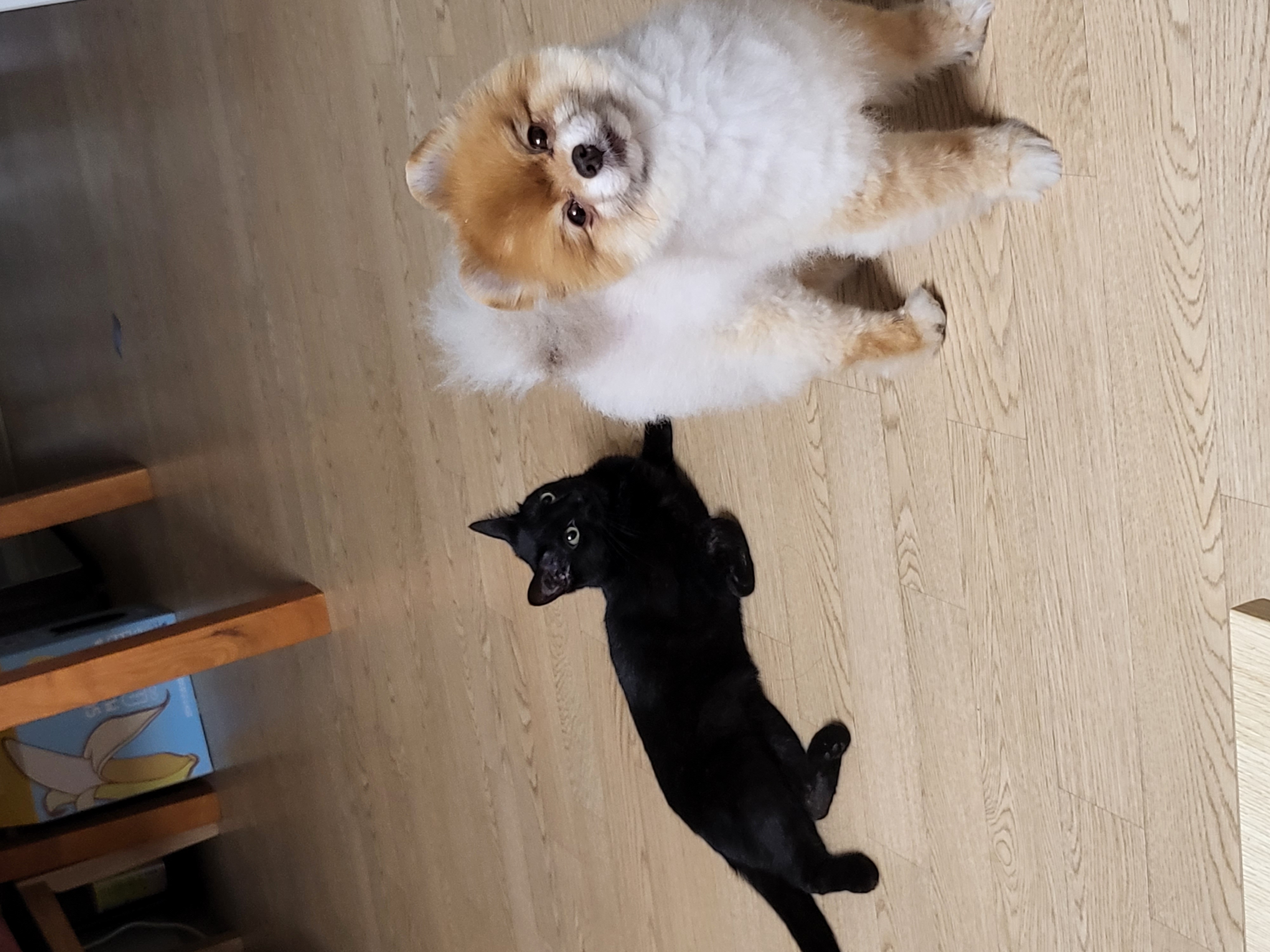제티랑 1년
