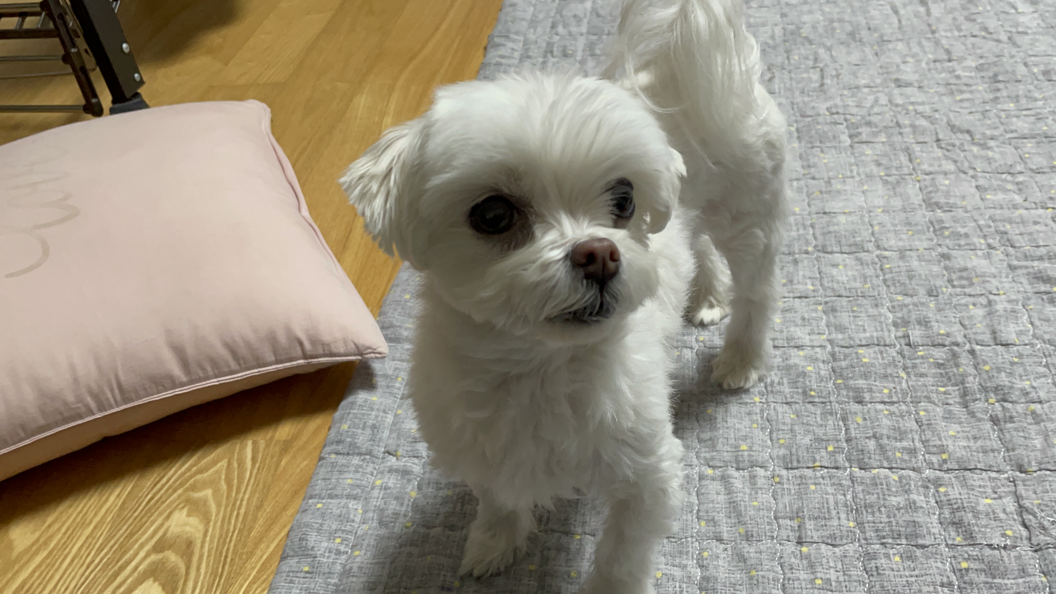 흰둥이 입양 후기 입니다.(치멍3)