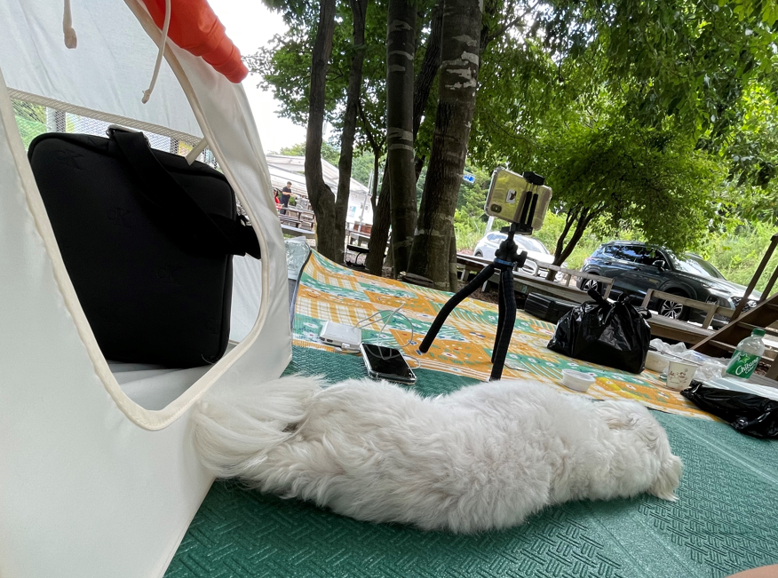 흰둥이 입양 후기 입니다.(치멍3)