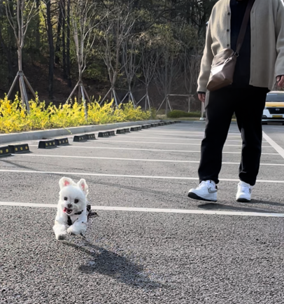 흰둥이 입양 후기 입니다.(치멍3)