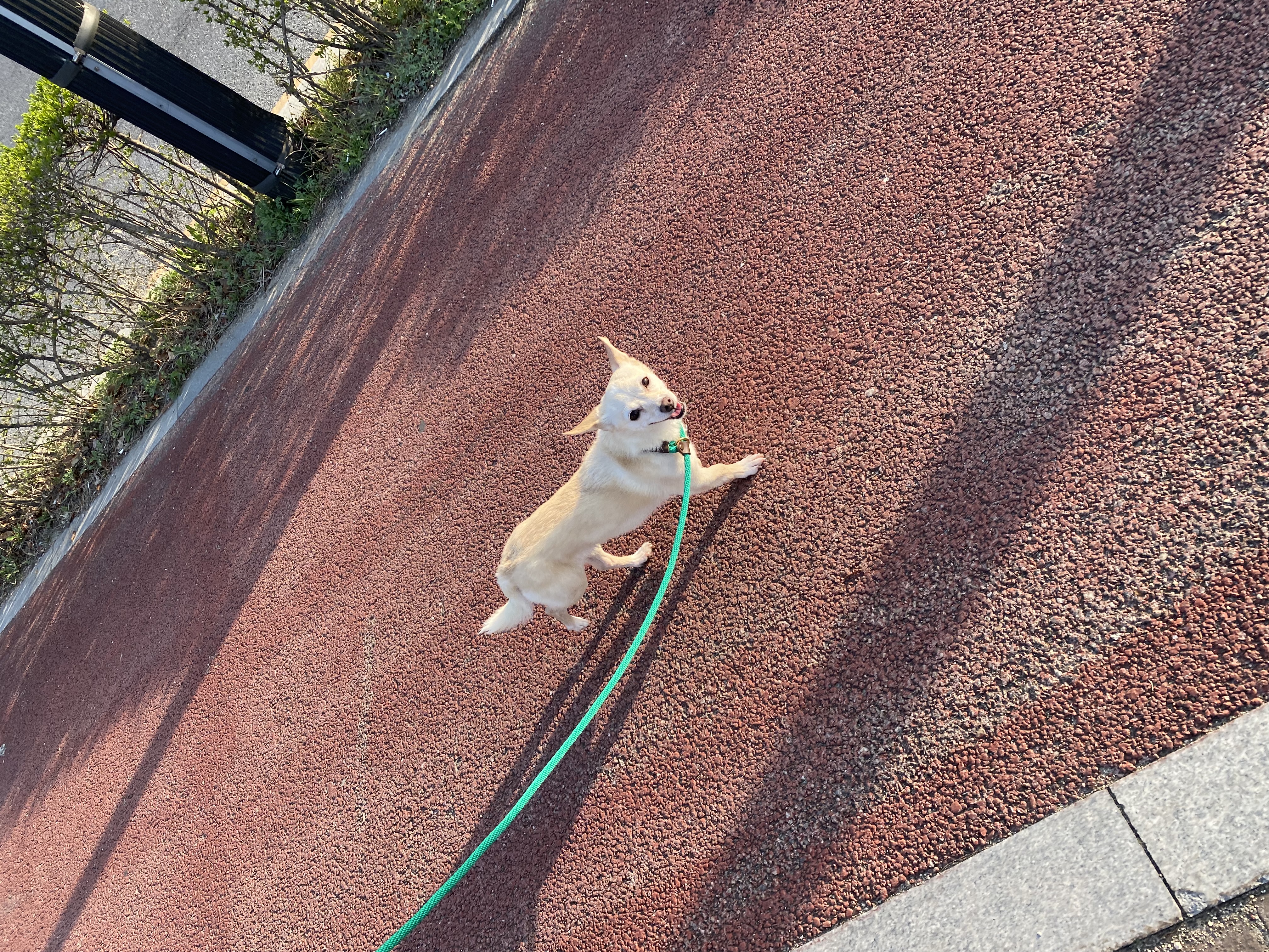 마야 함께한지 3개월 :)