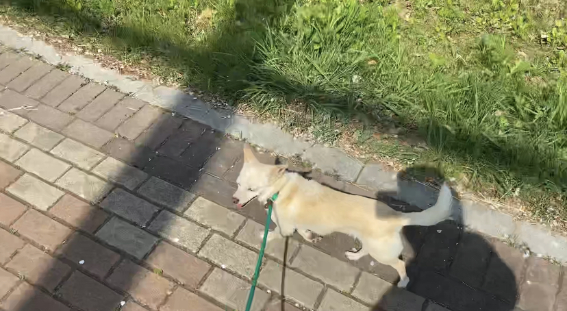 마야 함께한지 3개월 :)