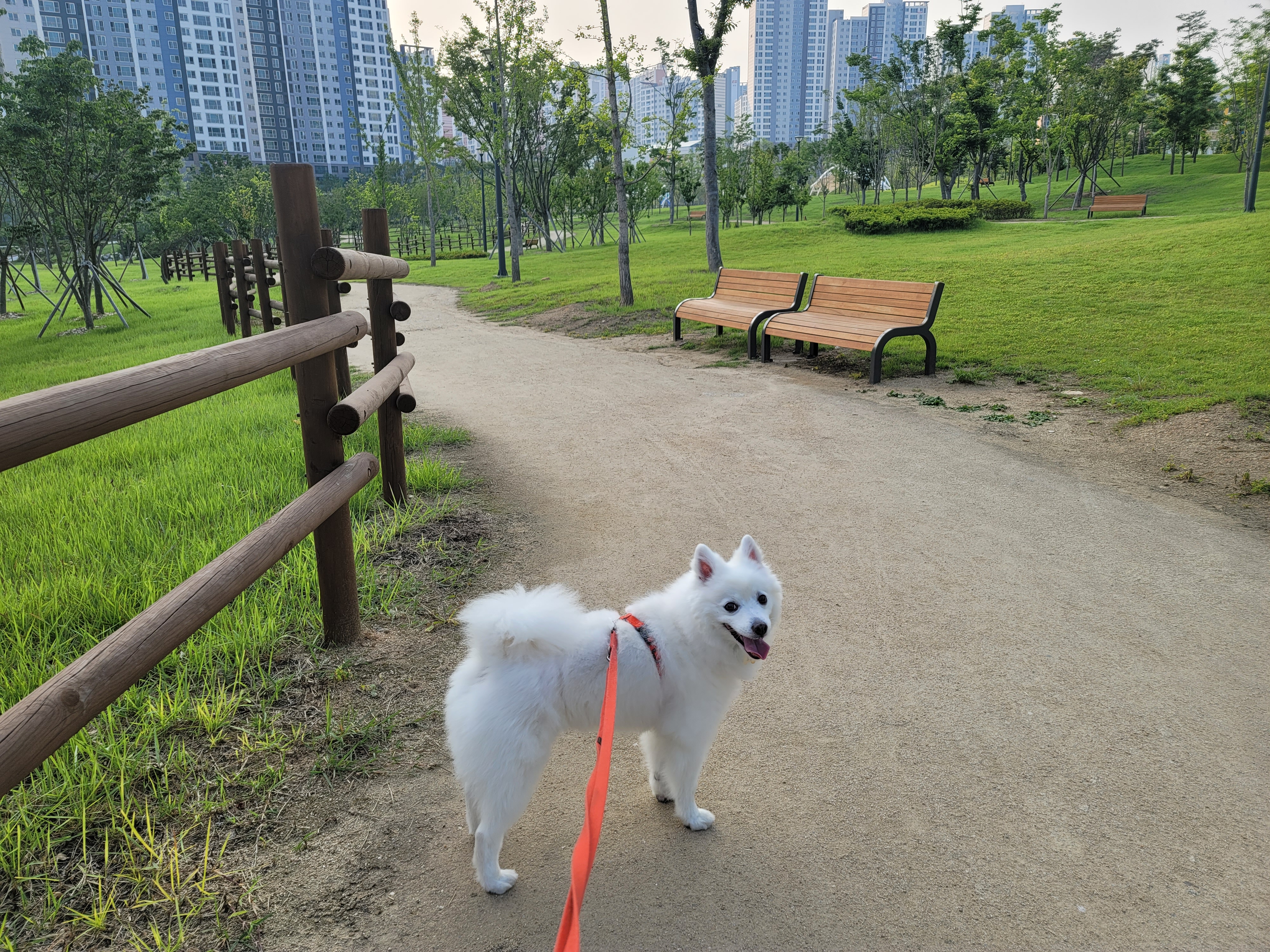 [입양2주년후기] 동화(구.바밤바)와 함께한 2주년 이야기 전합니다.