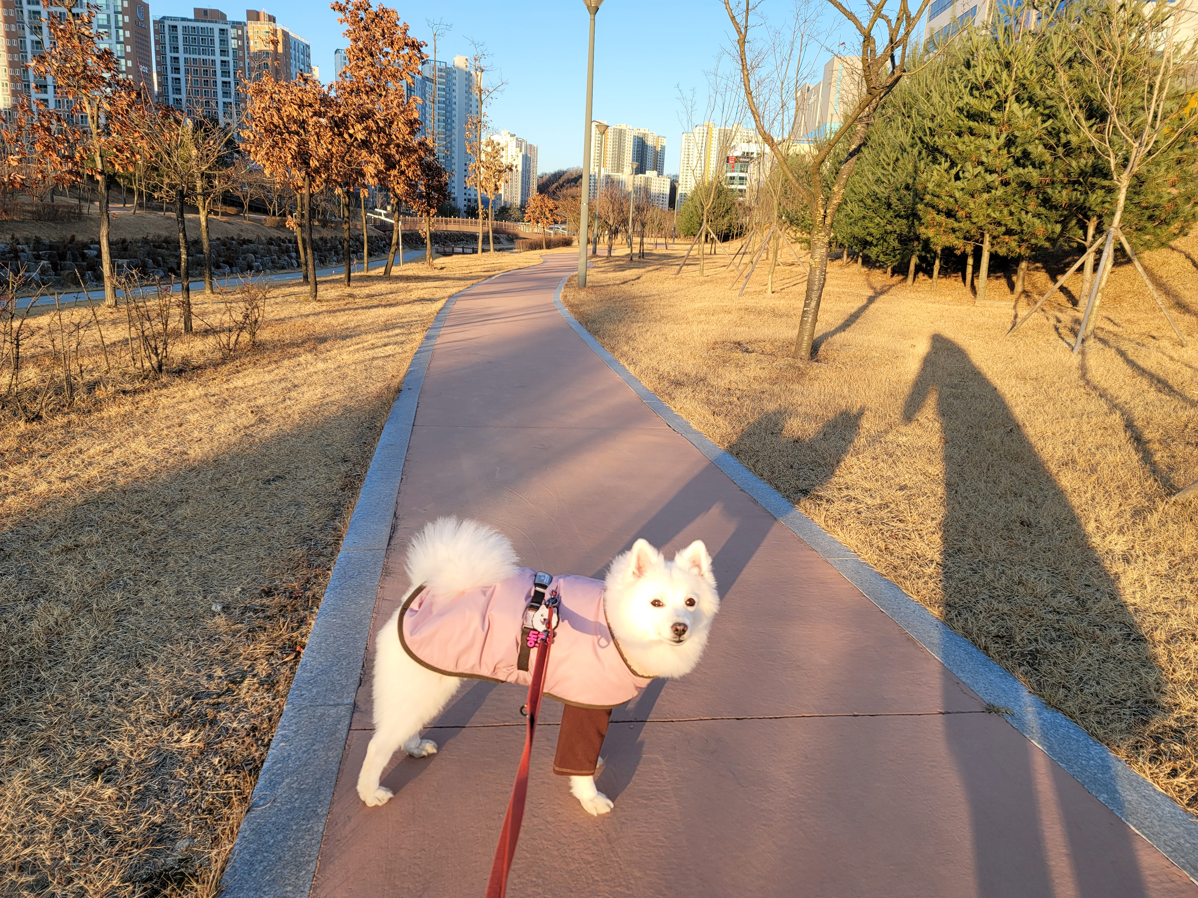 [입양2주년후기] 동화(구.바밤바)와 함께한 2주년 이야기 전합니다.