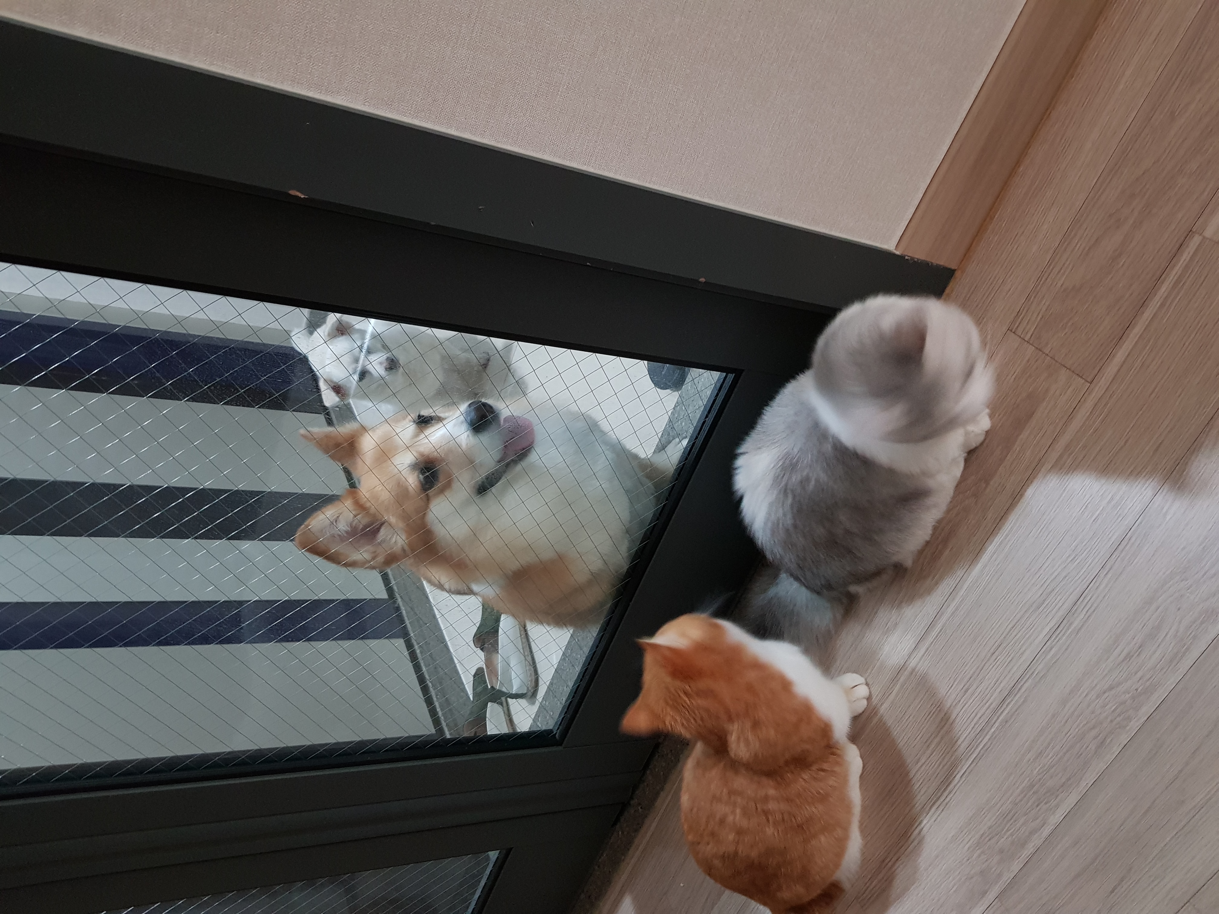 흰자