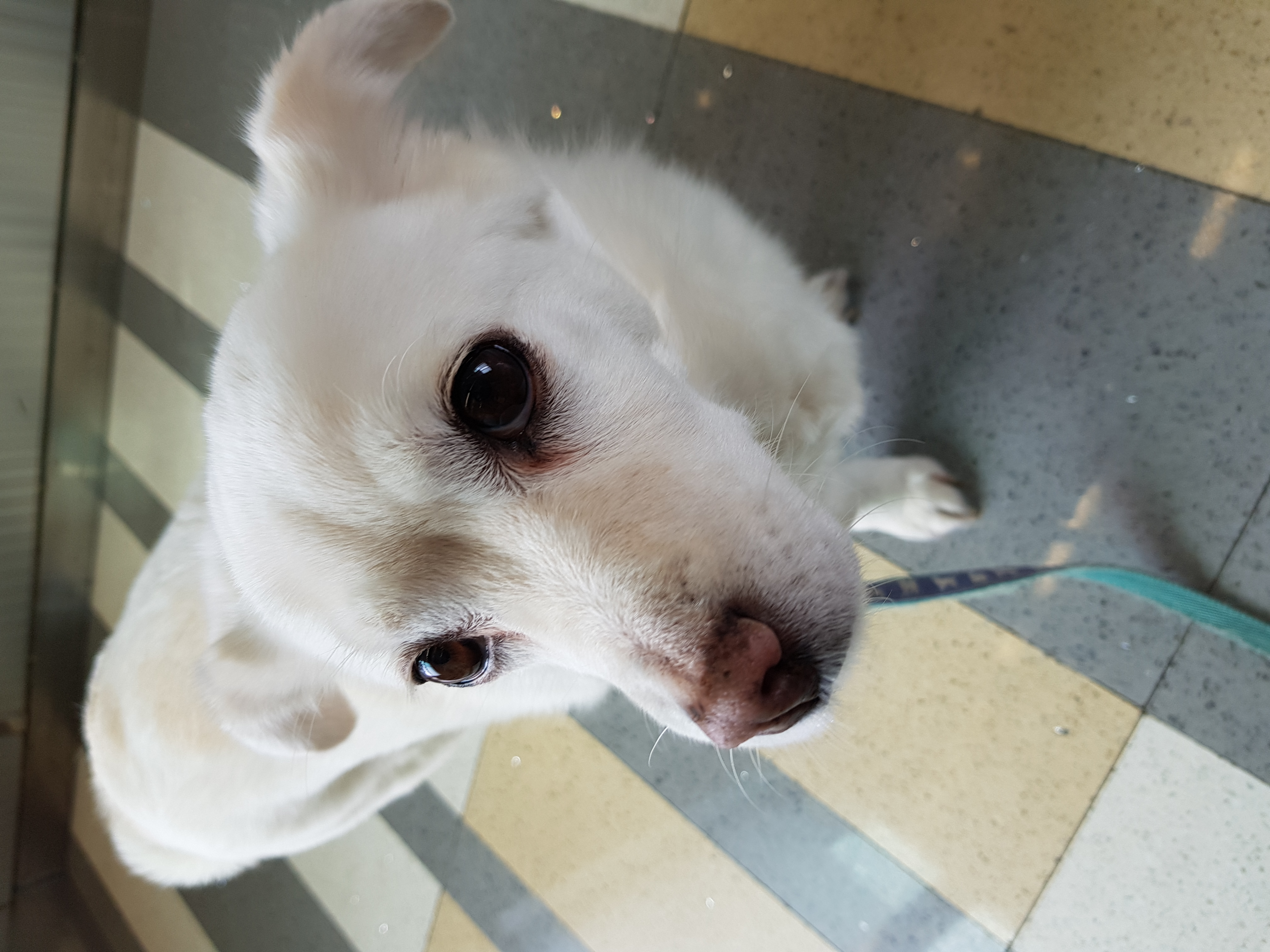 흰자