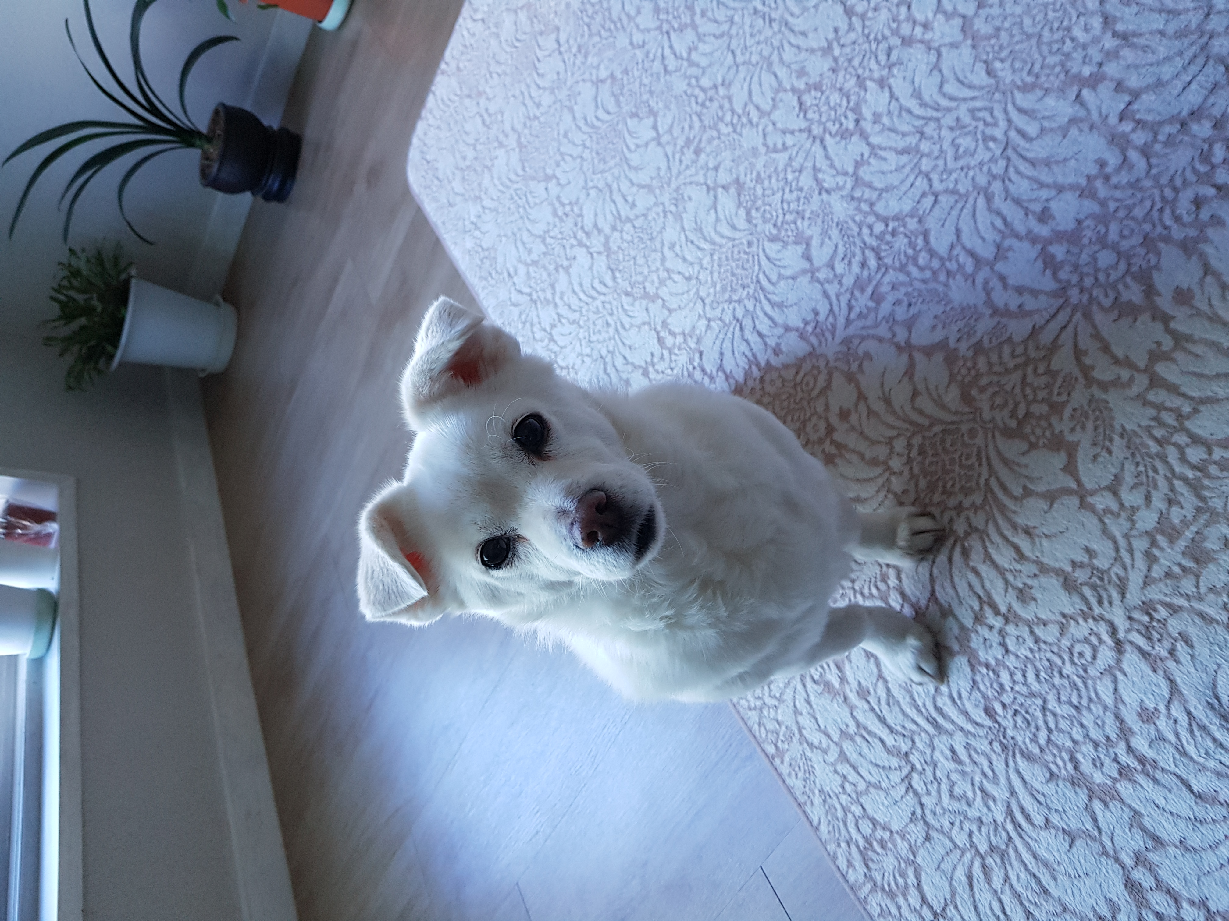 흰자