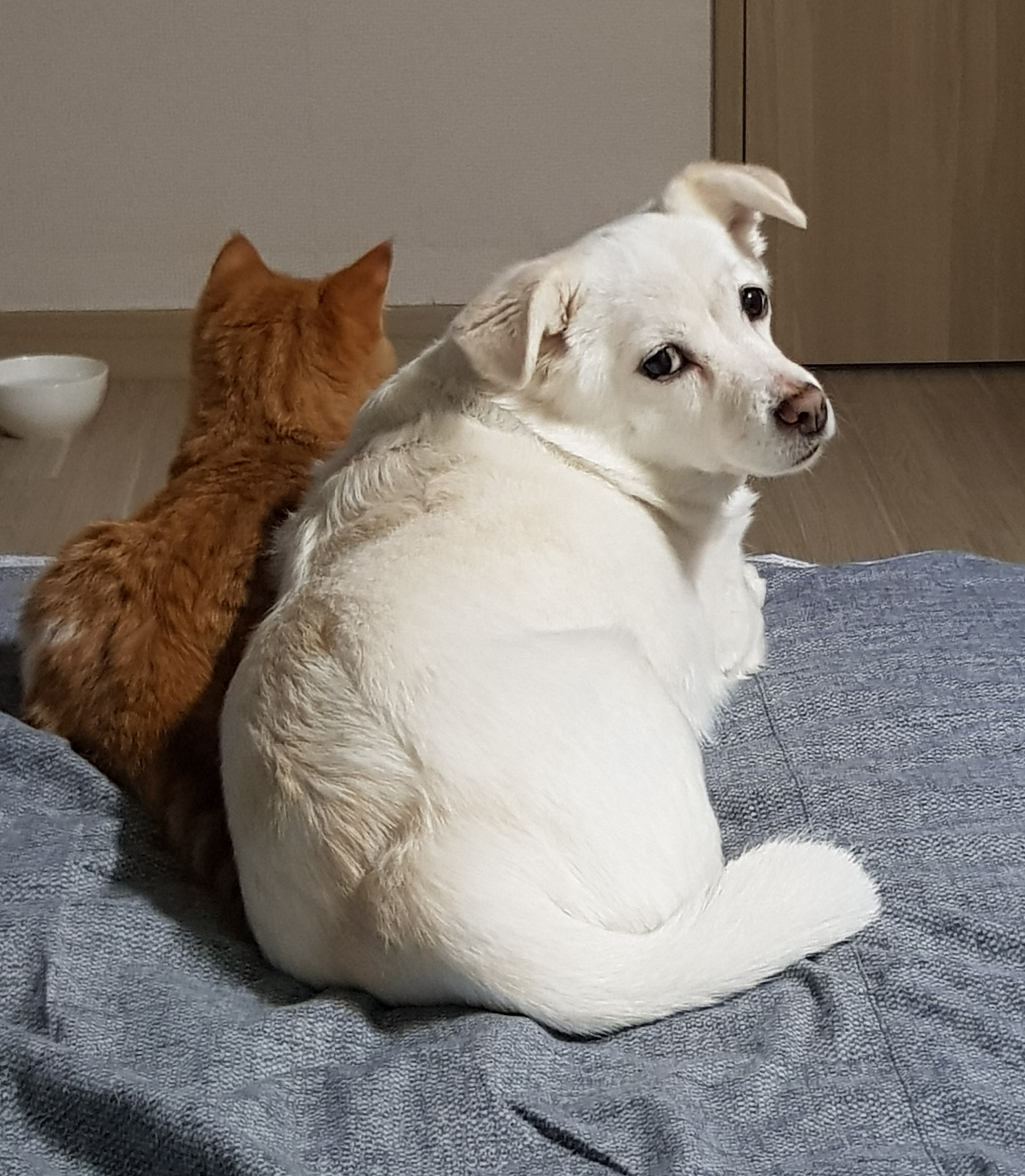 흰자