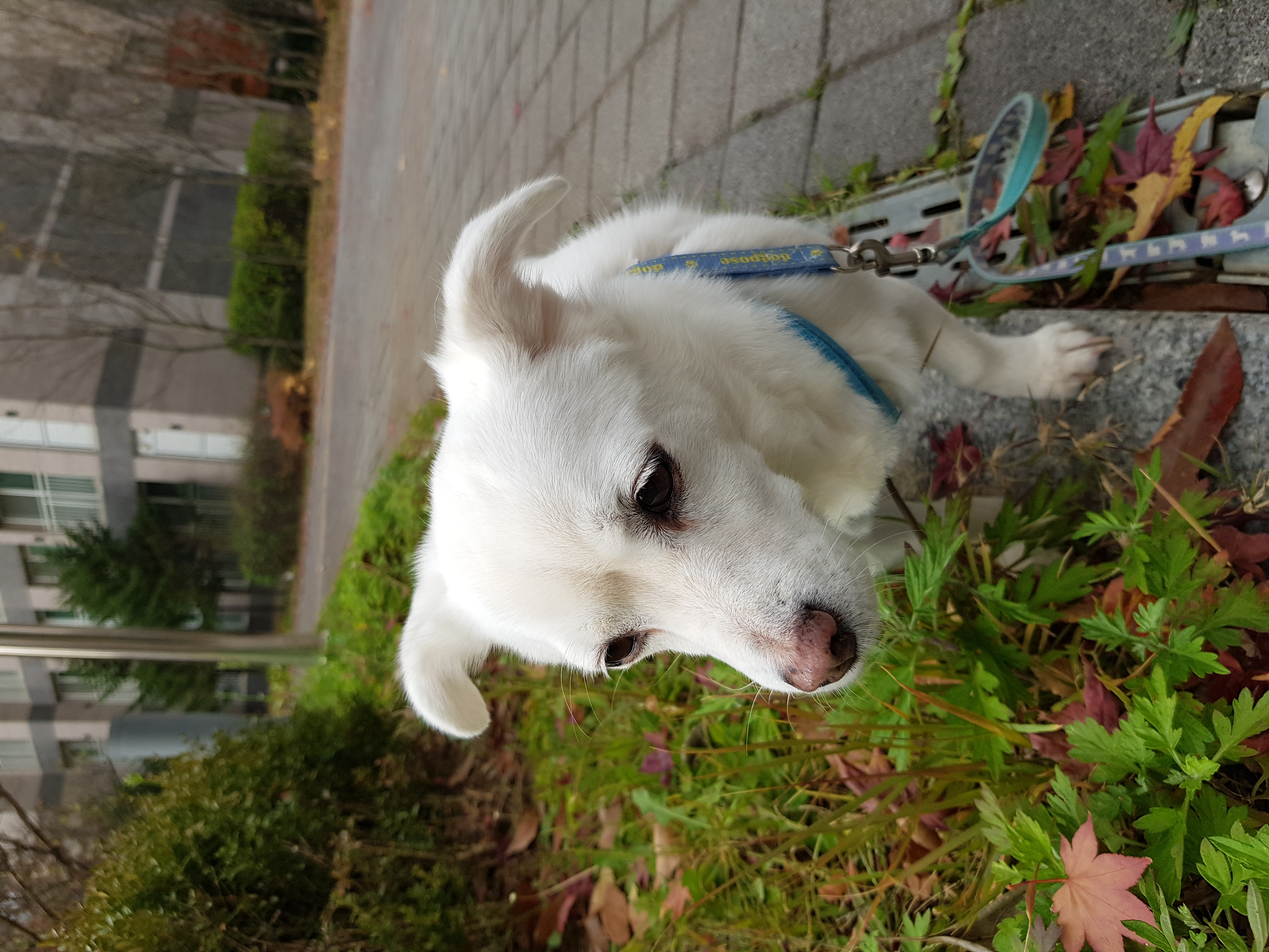 흰자