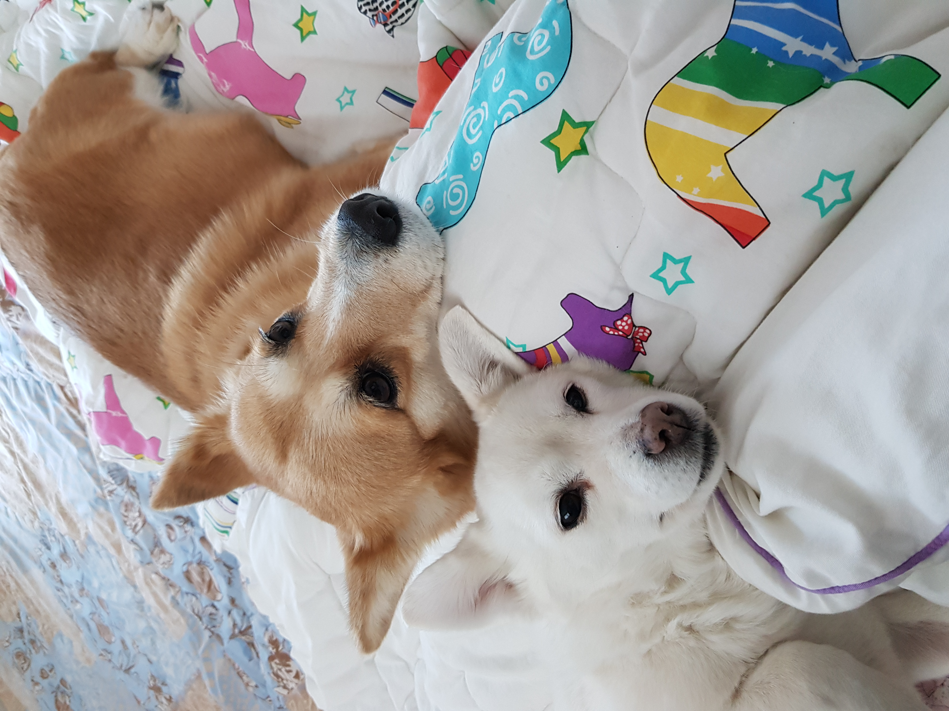 흰자