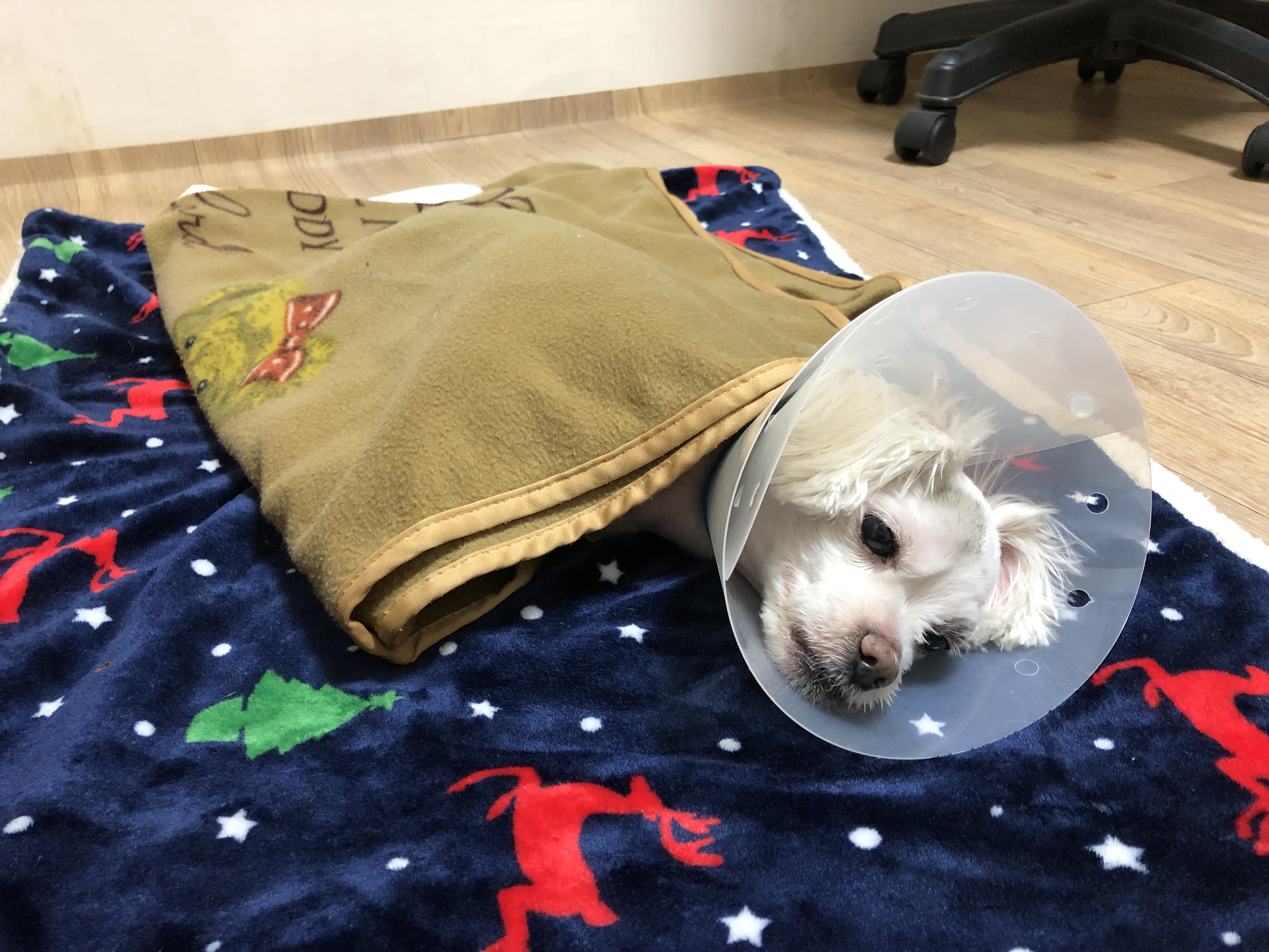 뺑소니를 당한 강아지를 도와주세요.