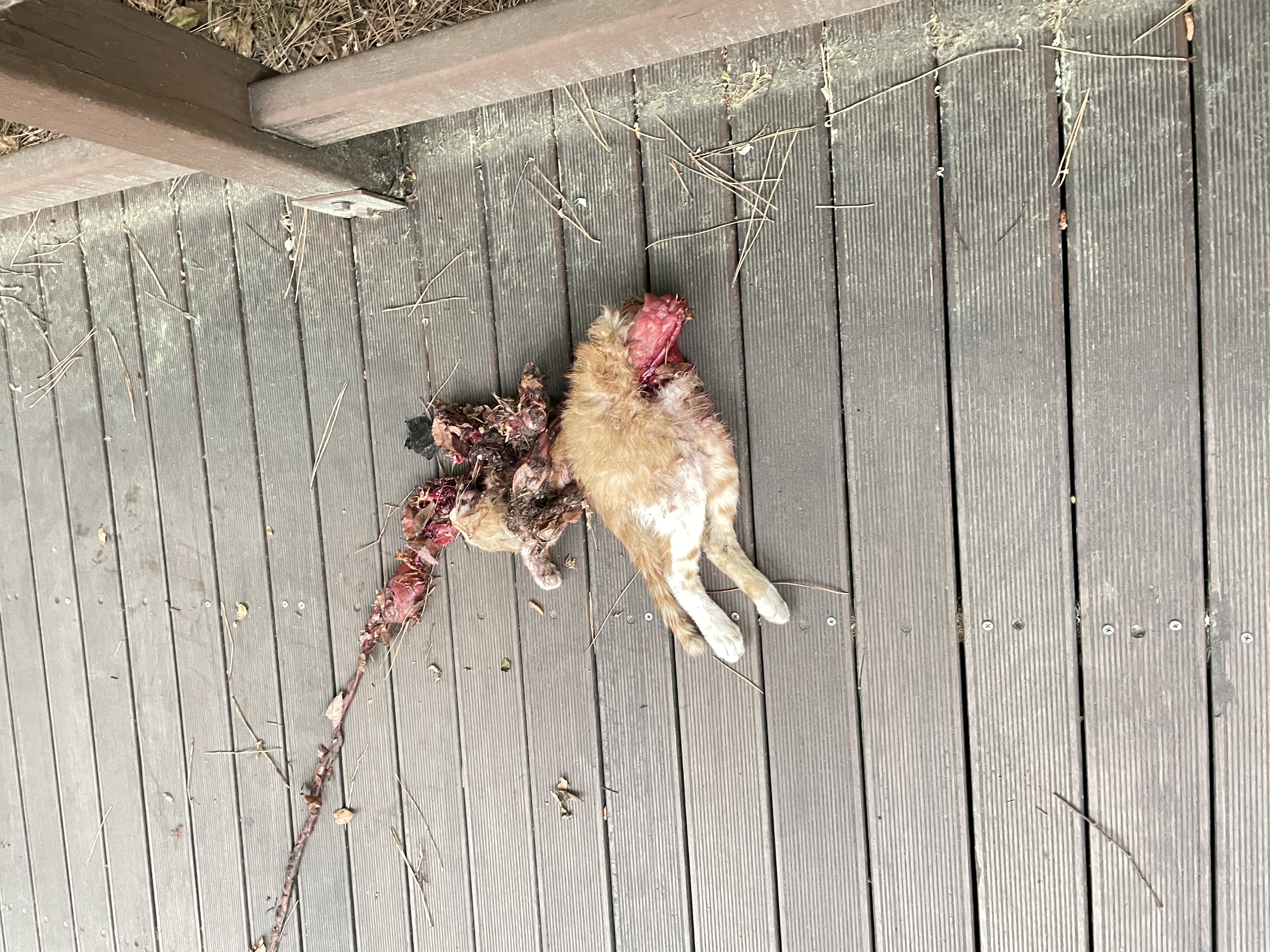 주민들이 이용하는 산책로 입구에 고양이 잔인하게 살해후 훼손