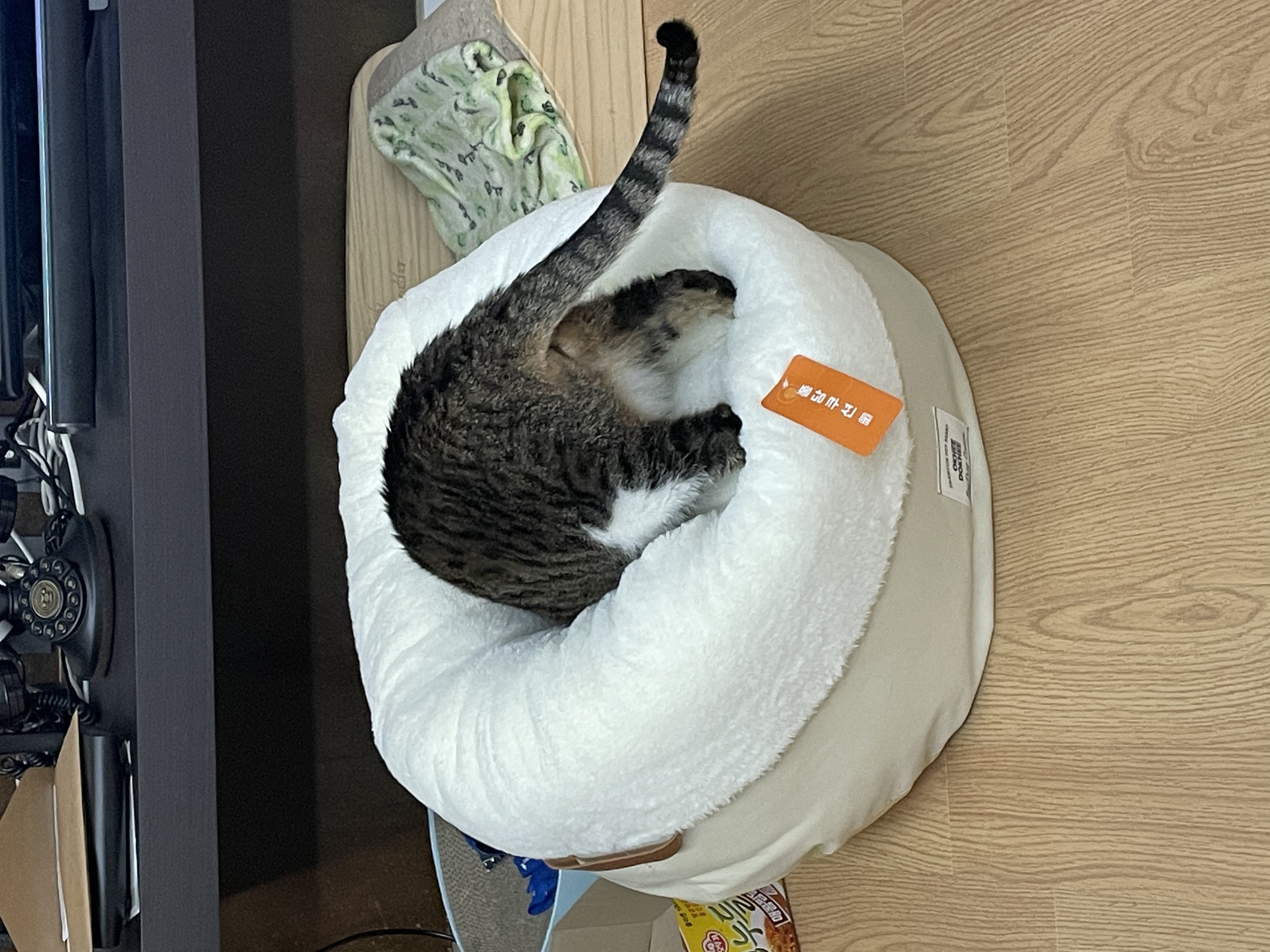 호야와 8년